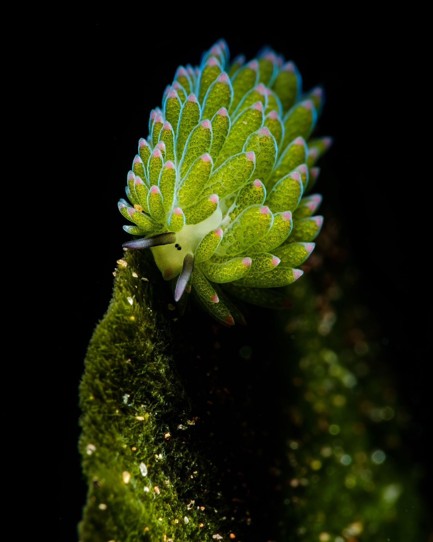 Macro close-up of a green succulent plant with pointed leaves against a dark background.