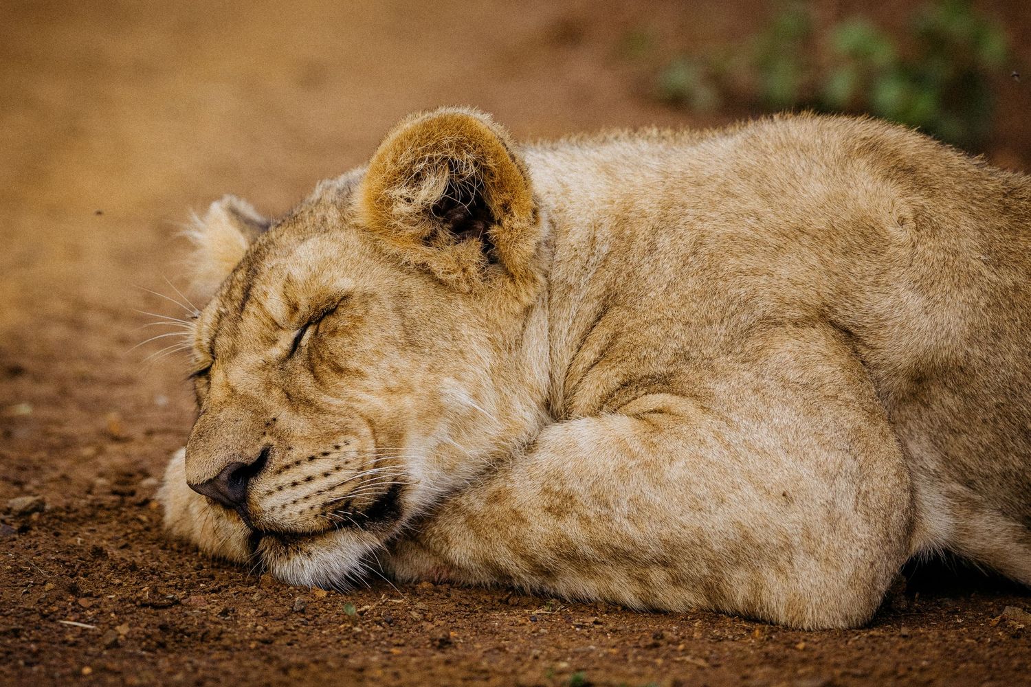 Lion resting on dusty ground in natural habitat.