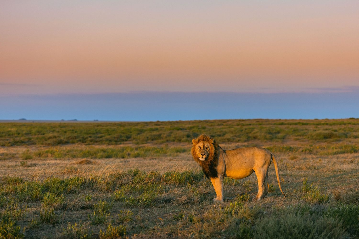A majestic male lion stands on an African savanna at golden hour with a colorful sunset sky in the background.