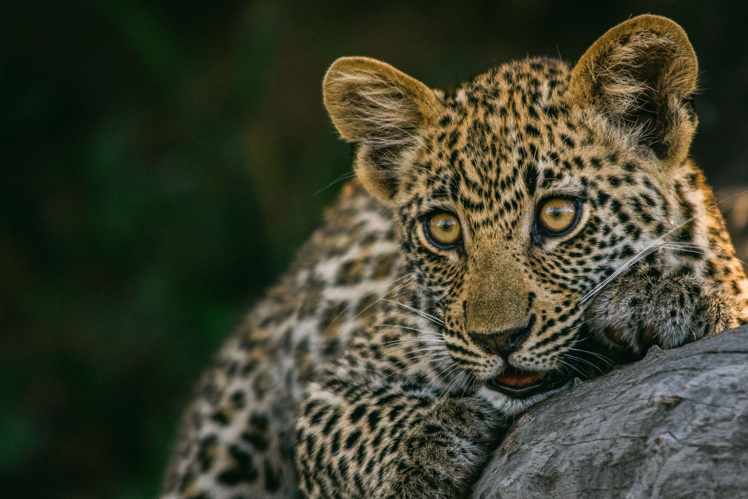 Close-up portrait of a young leopard cub resting its paws on a rock, with striking golden eyes and spotted fur.