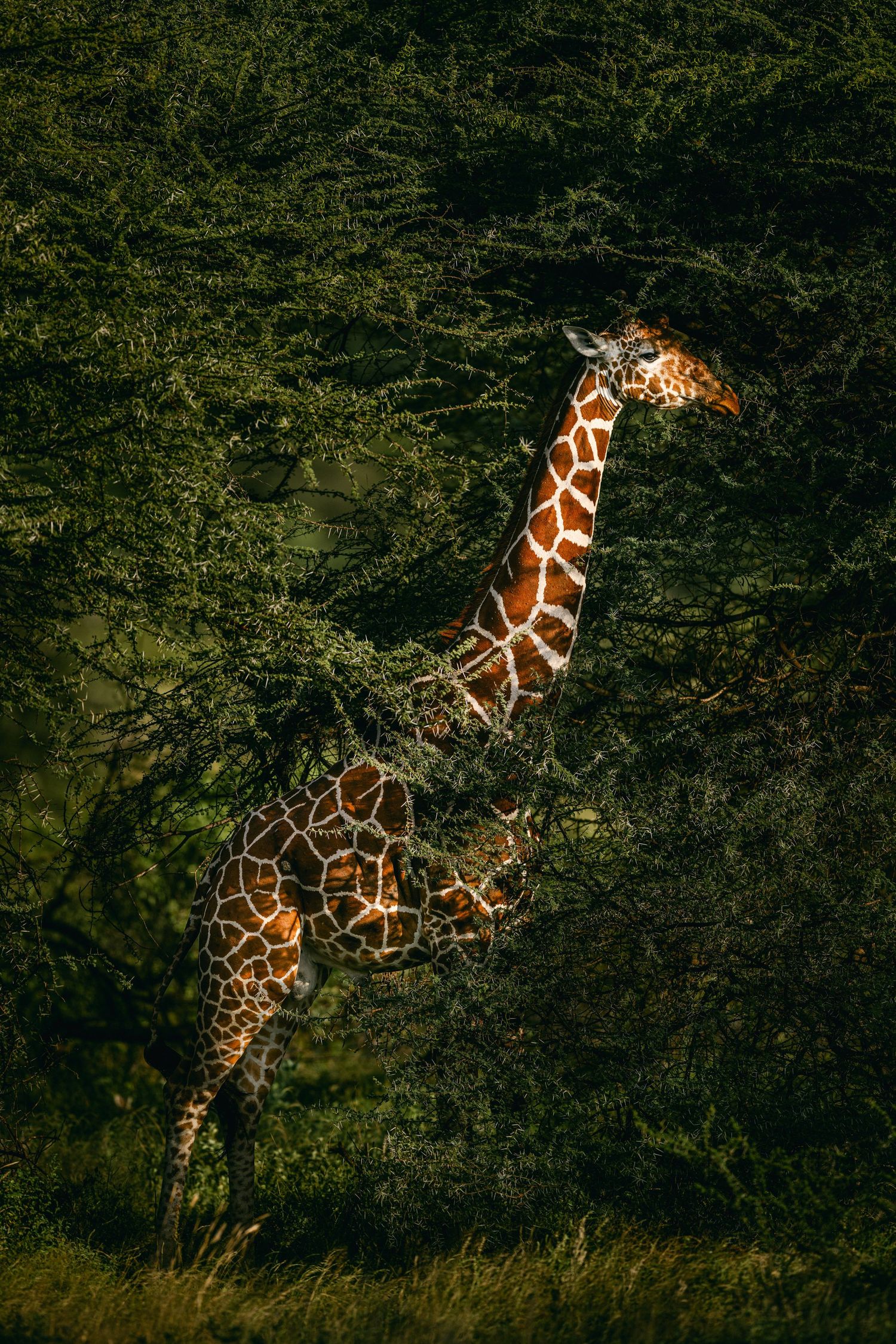 A reticulated giraffe stretches its long neck to feed on lush green acacia trees in its natural African habitat.