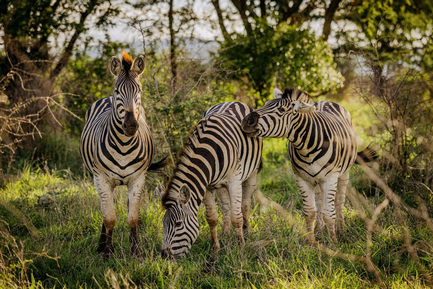 Herd of zebras standing together in African savanna landscape.