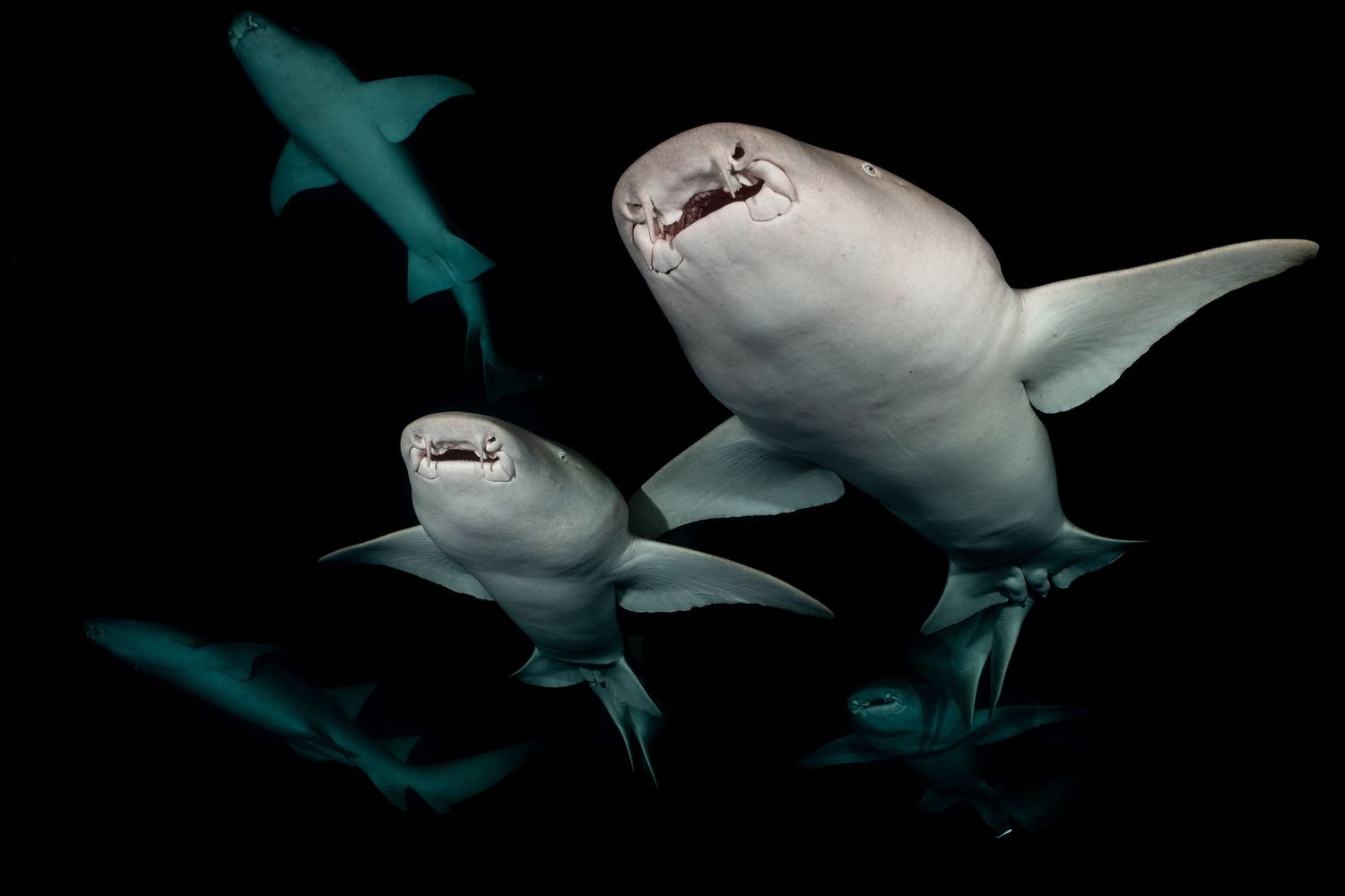 Multiple sharks swim gracefully in dark blue waters against a black background.