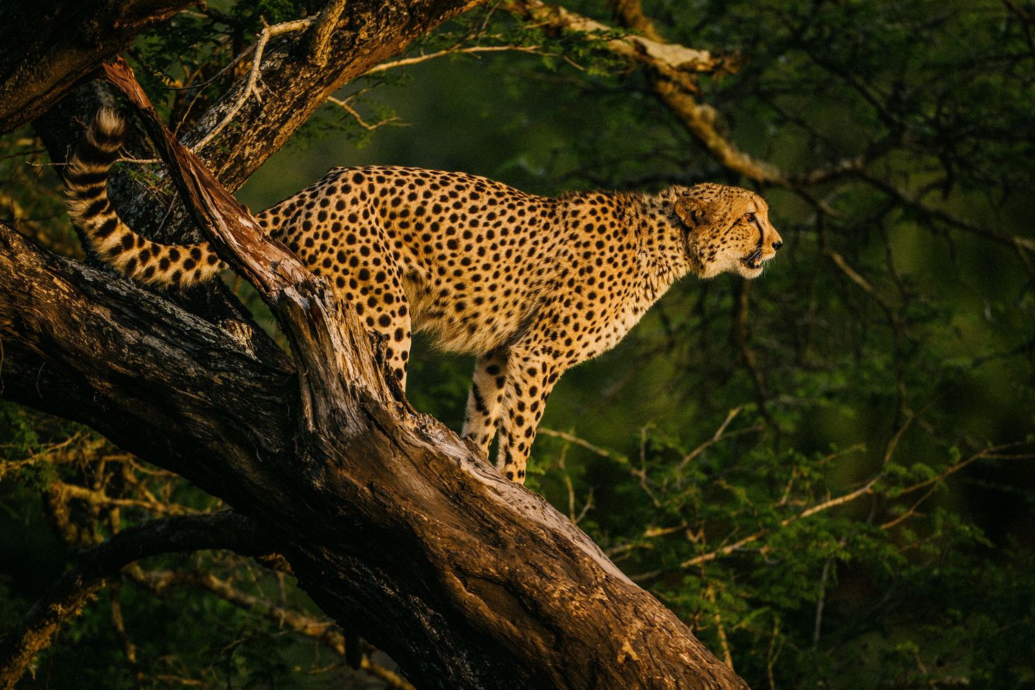 Leopard prowling along tree branches in dark forest setting.