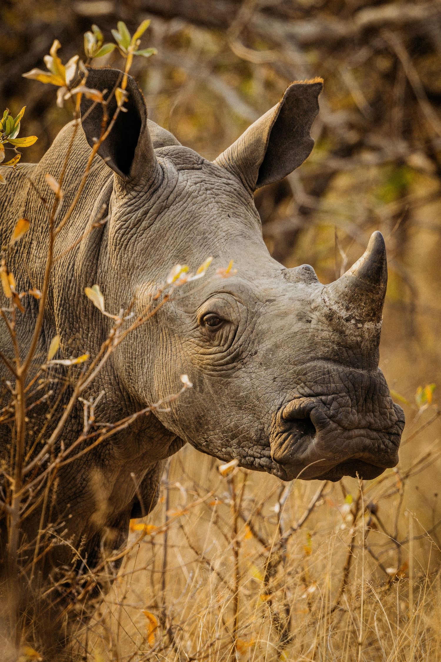 Close-up profile of white rhinoceros head in natural habitat.
