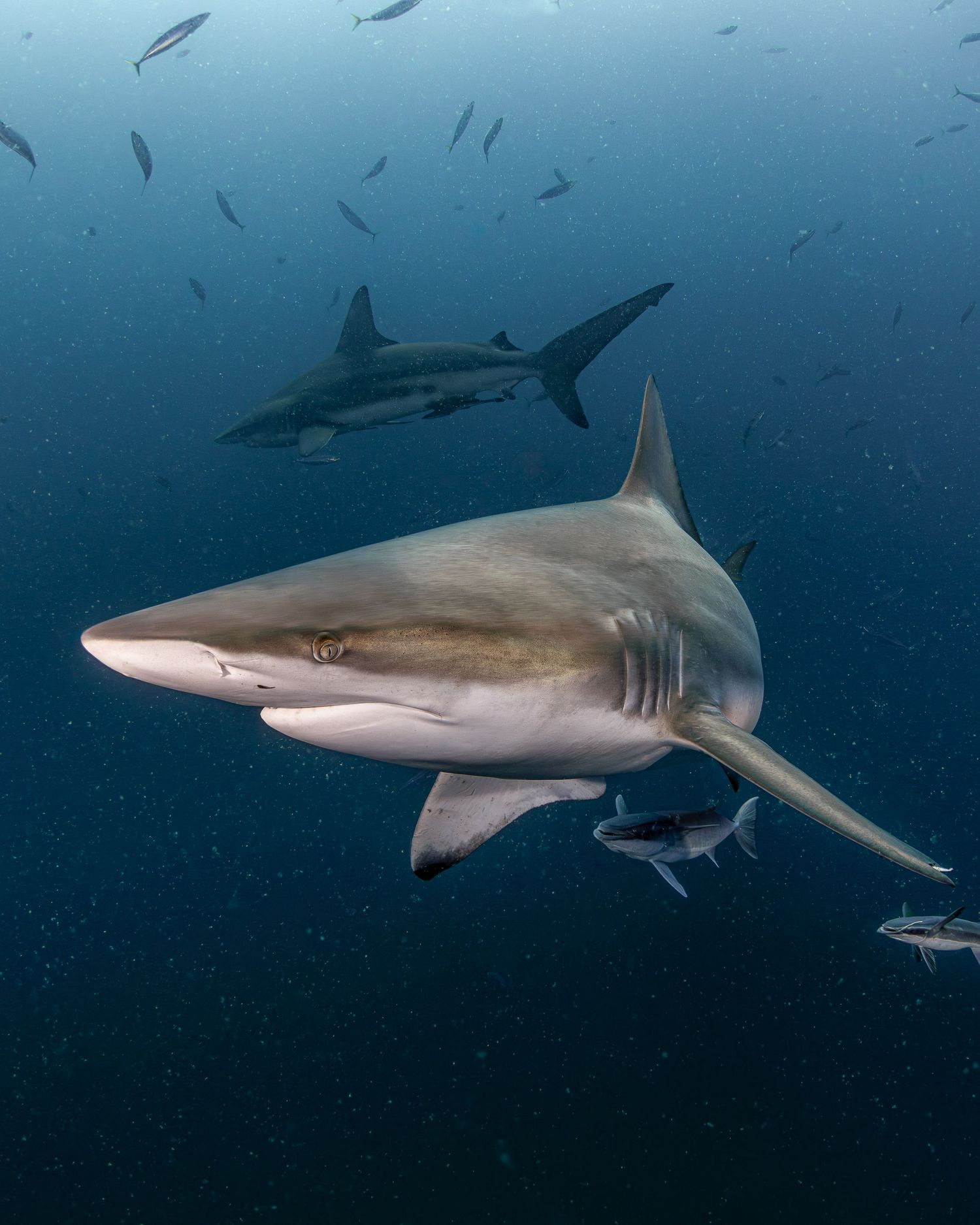 An oceanic black tip shark glides gracefully through blue ocean waters while smaller fish swim in the background.