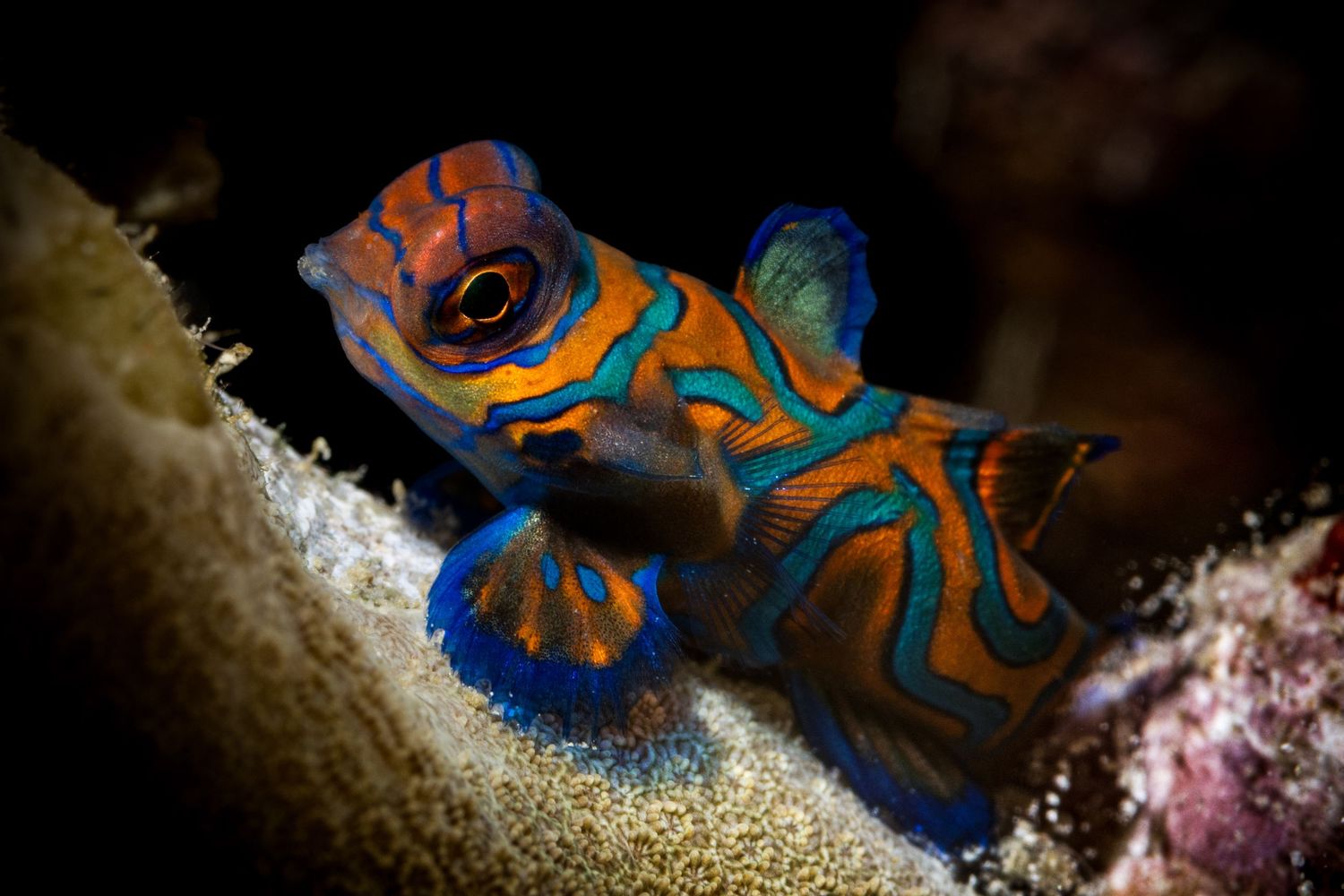 A vibrant blue and orange nudibranch glides across a dark marine substrate in close-up detail.