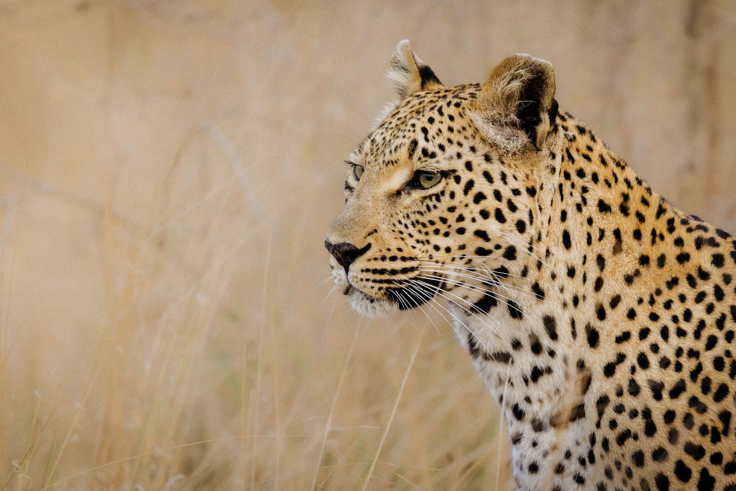 A series of profile views showing a leopard's spotted face and head from different angles against a blurred beige background.