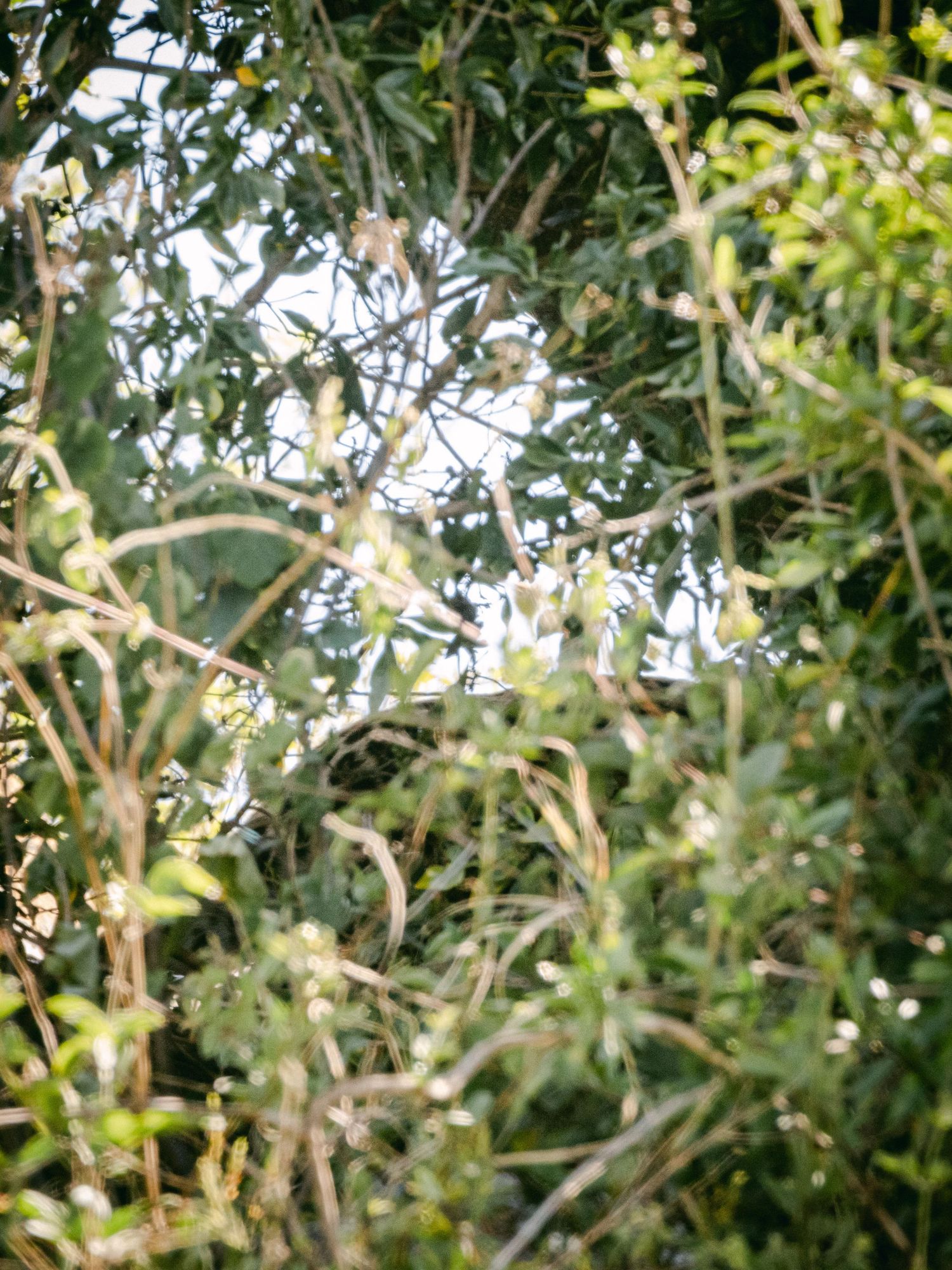 Dense green foliage and wild branches with soft natural light filtering through overlapping leaves and shrubs.