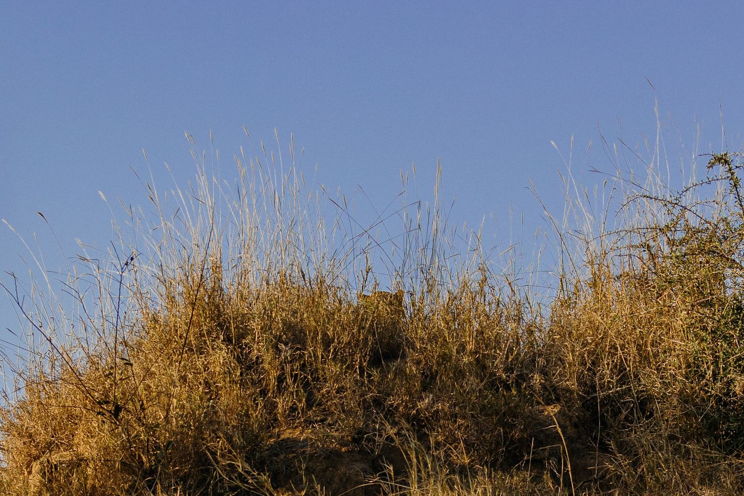 Panoramic view of golden wheat fields swaying in the breeze against a bright blue summer sky.