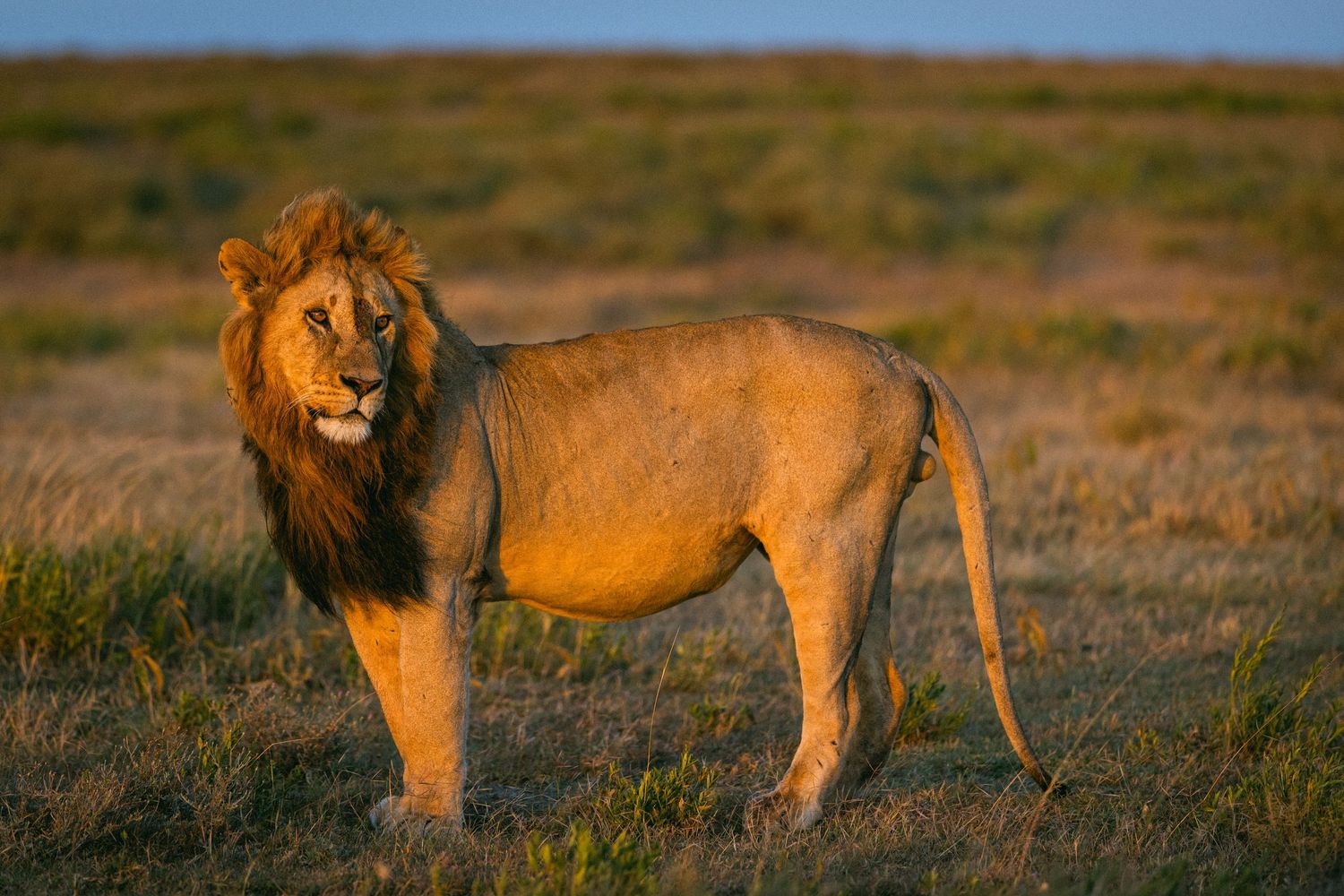 A majestic male lion with a full mane stands alert on golden savanna grasslands during sunset in Africa.