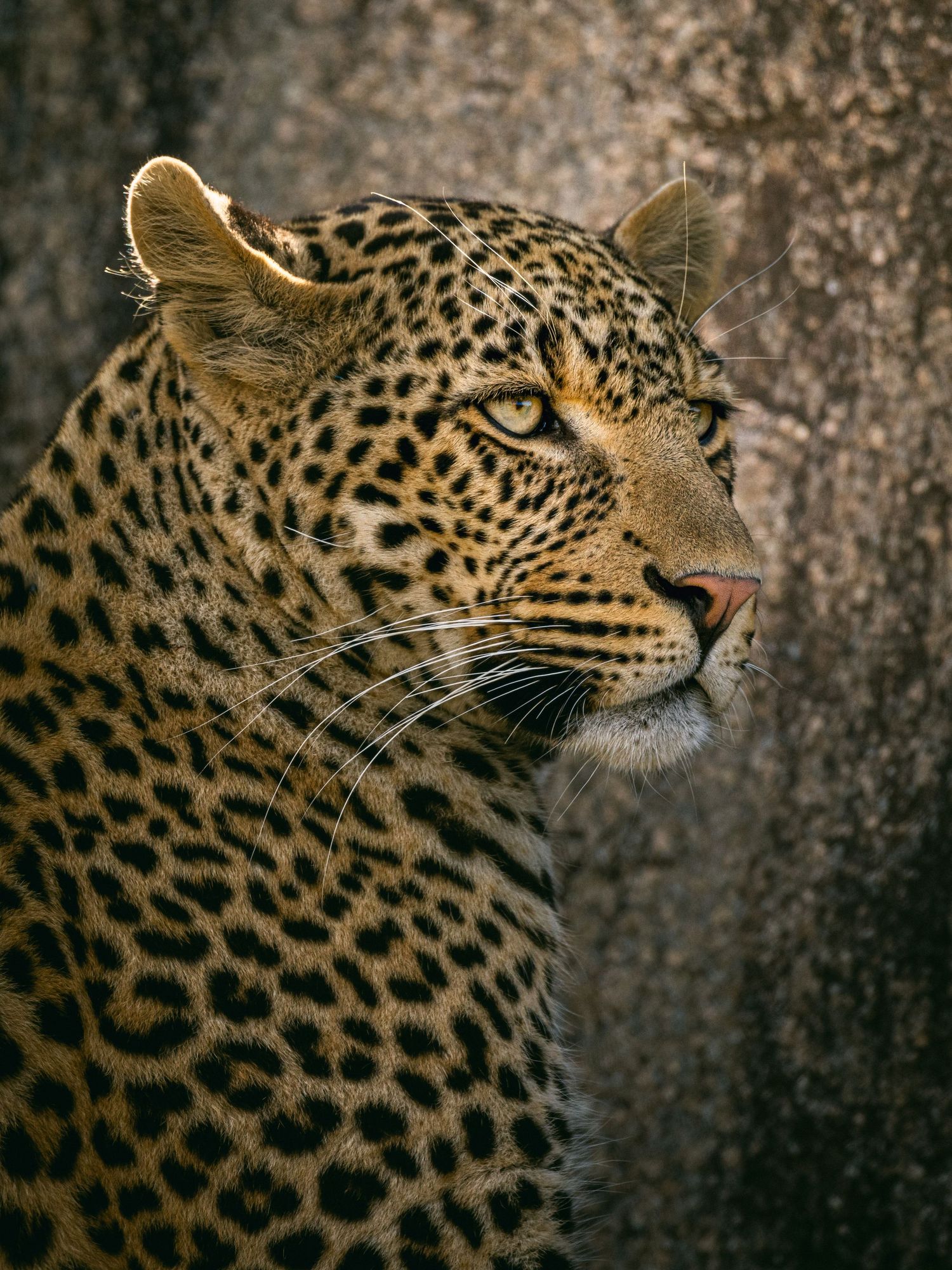Close-up portrait of a majestic leopard with golden spotted fur, gazing intently against a rocky background.