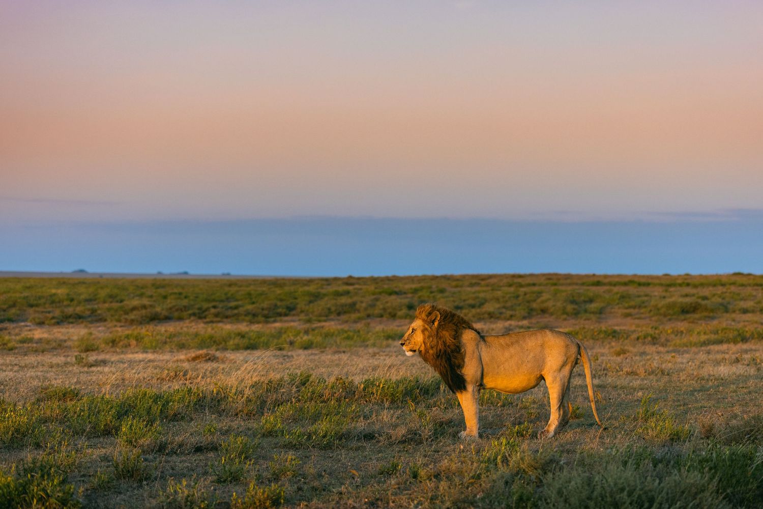 A majestic male lion stands on the African savanna at golden hour with a vast open landscape and pastel sky behind him.