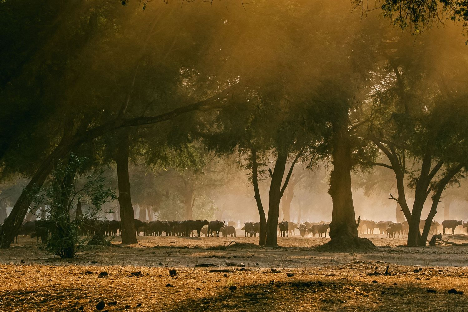 Herd of animals grazing among tall trees in golden misty light in an African savanna landscape.