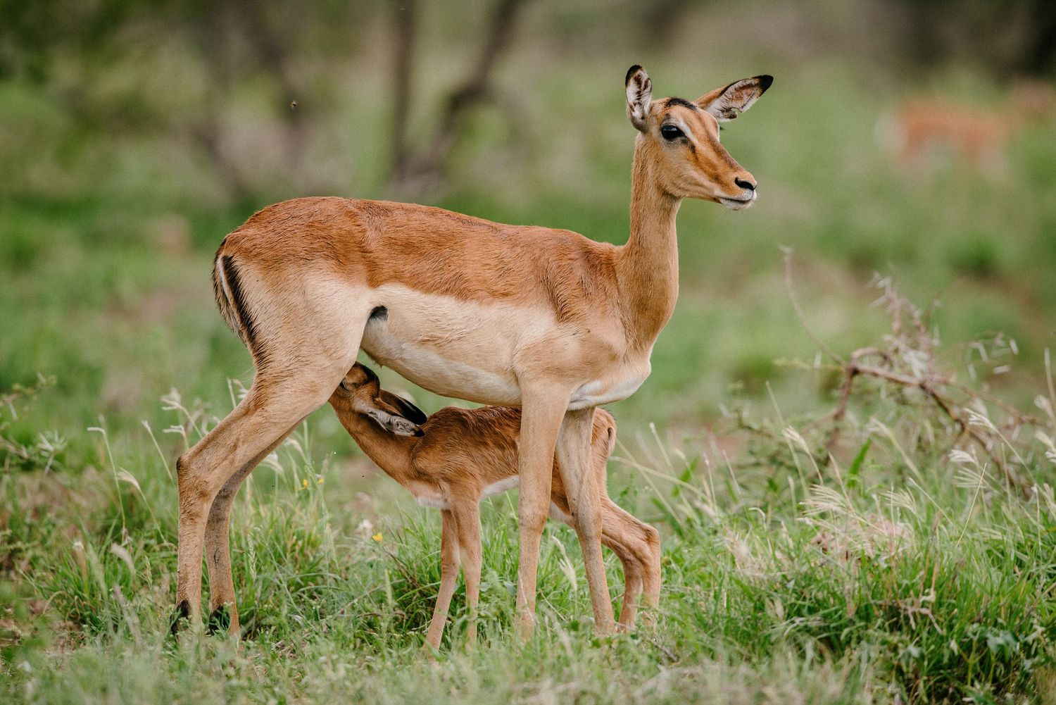 A sequence of photos showing an impala antelope grazing and leaping through tall grass in the African savanna.