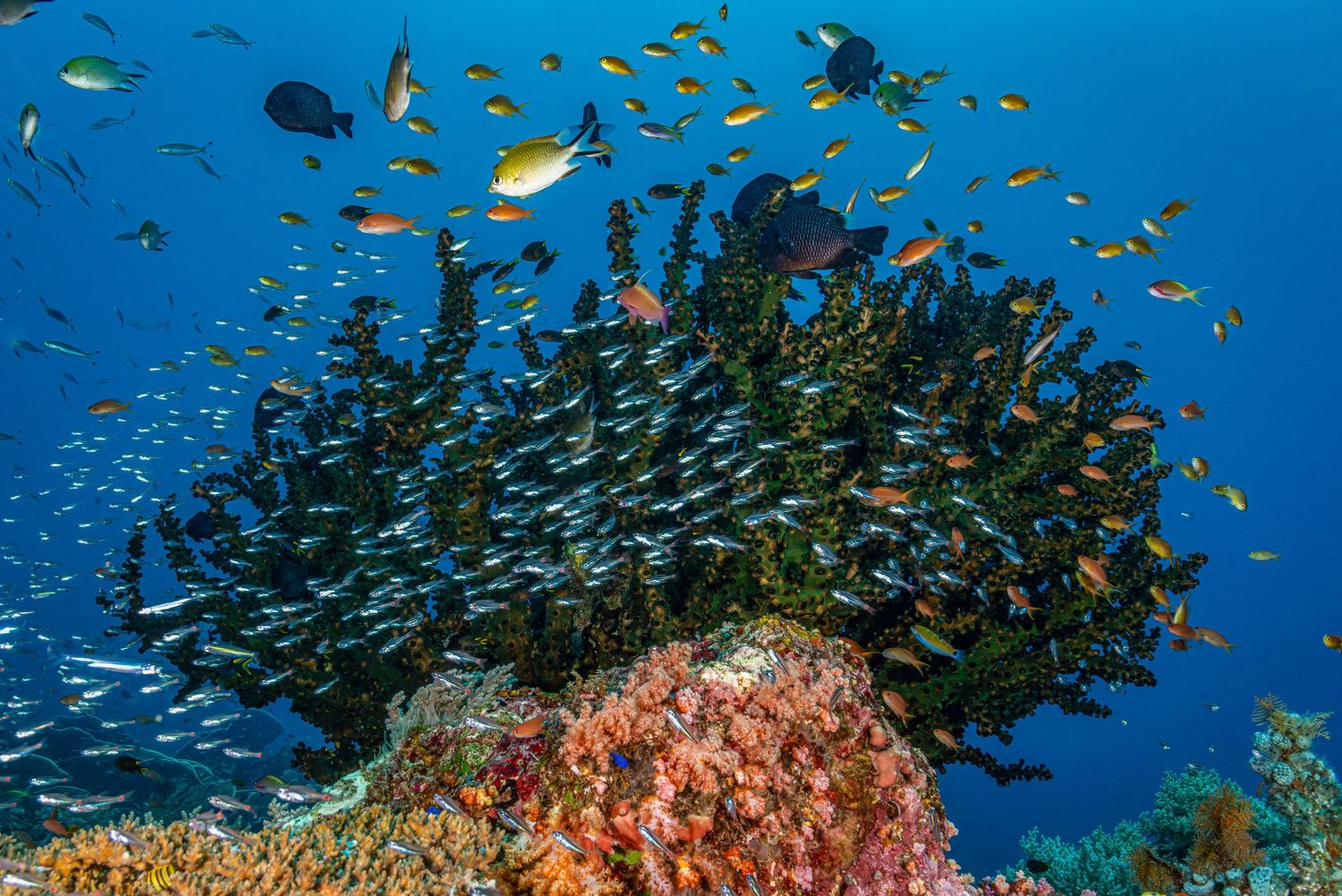 School of vibrant yellow fish swimming near a colorful coral reef in crystal clear blue ocean waters.