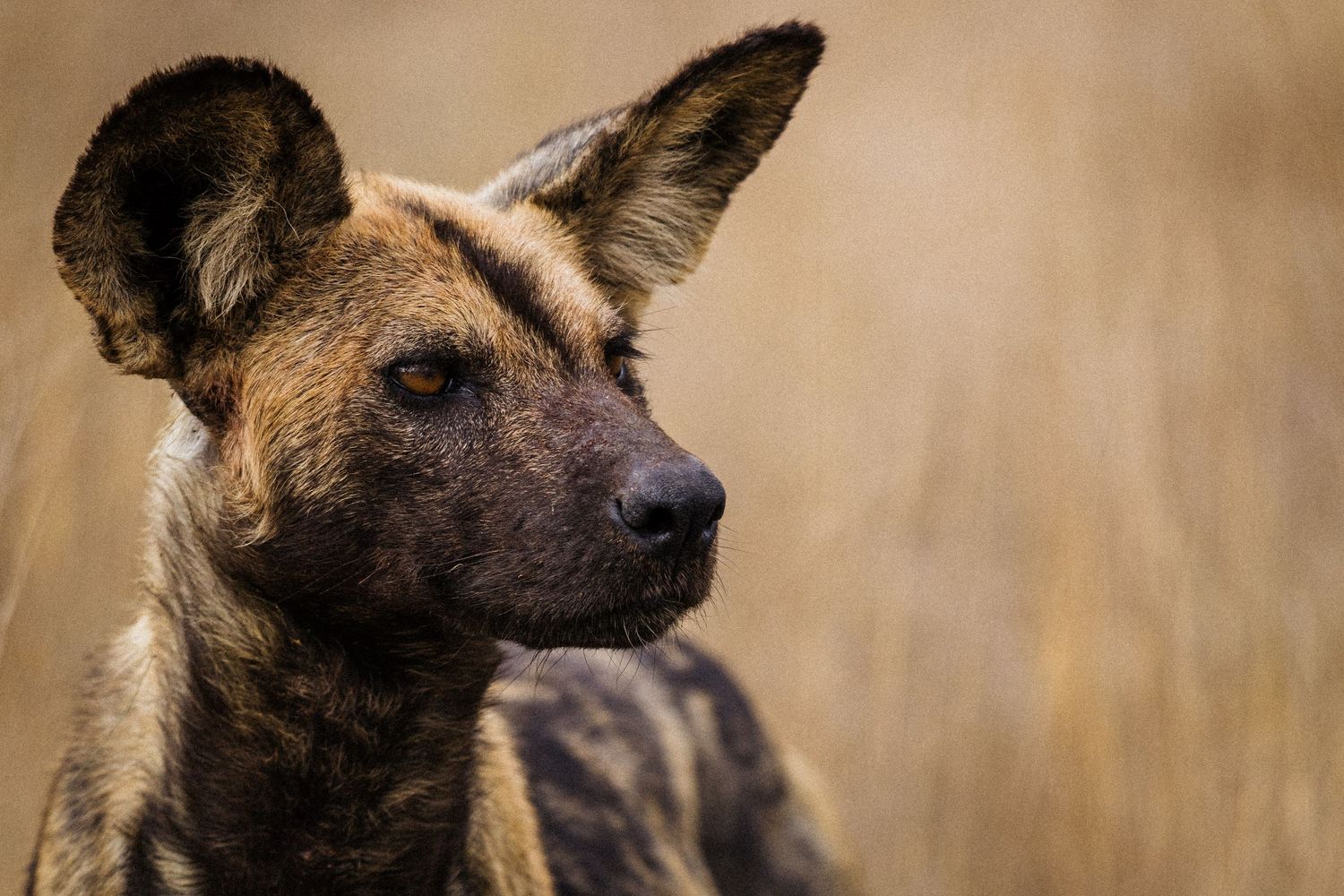 Close-up portrait of an African wild dog showing its distinctive dark fur and alert ears.