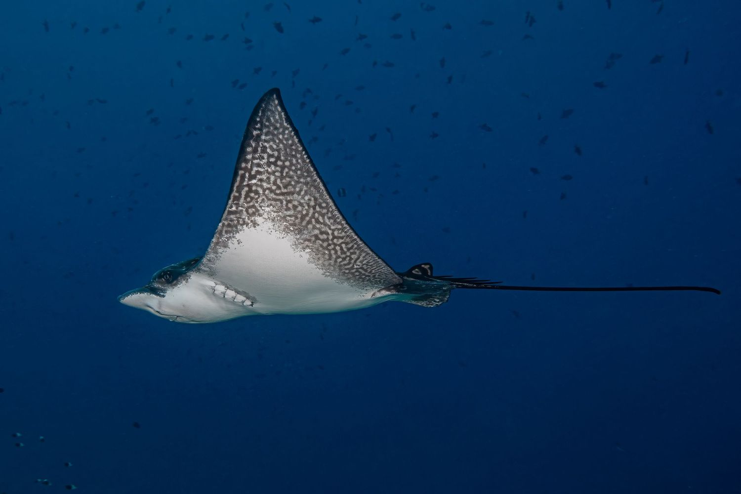 A spotted eagle ray glides gracefully through deep blue ocean waters, displaying its distinctive pattern and long tail.
