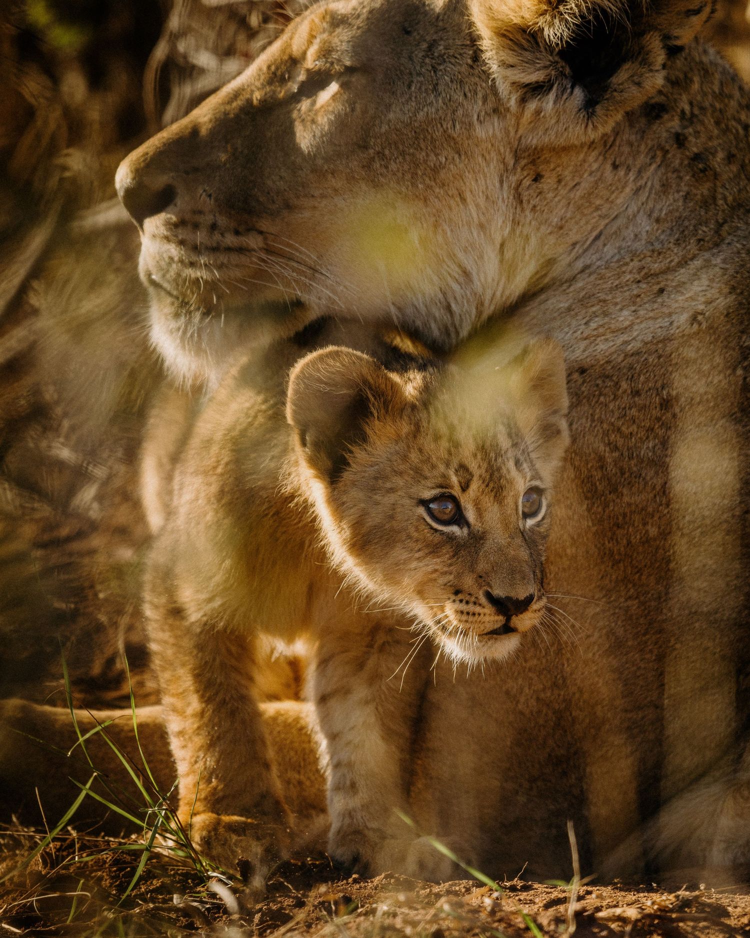 A close-up series of lion cub portraits showing playful expressions and golden fur in natural sunlight.