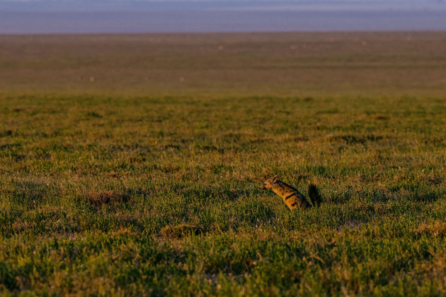 A small animal peers above lush green grassland in a vast open savanna plain at golden hour.