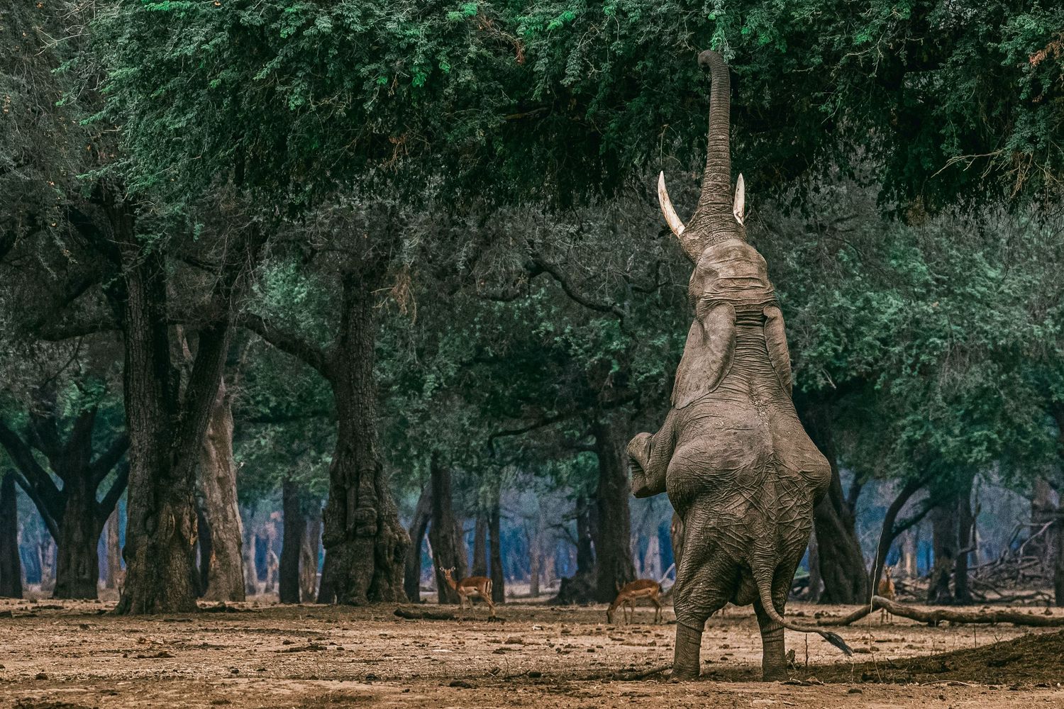 An elephant rears up on hind legs reaching trunk toward tall green trees in a wild African forest setting.
