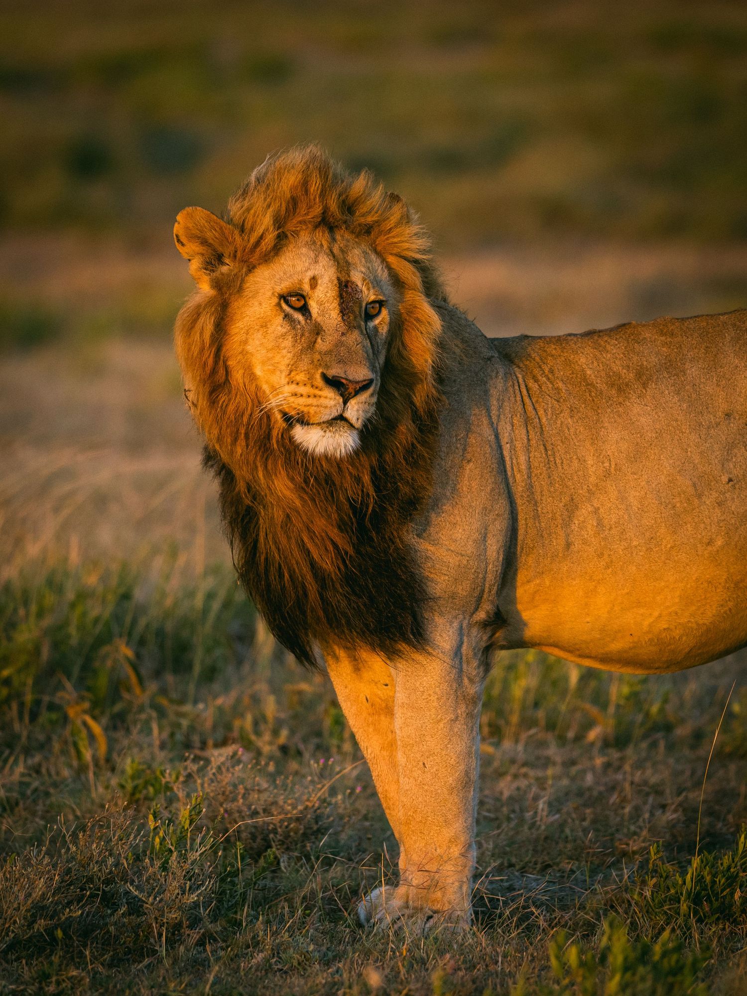 A majestic male lion with a golden mane stands alert in the African savanna, bathed in warm sunset light.
