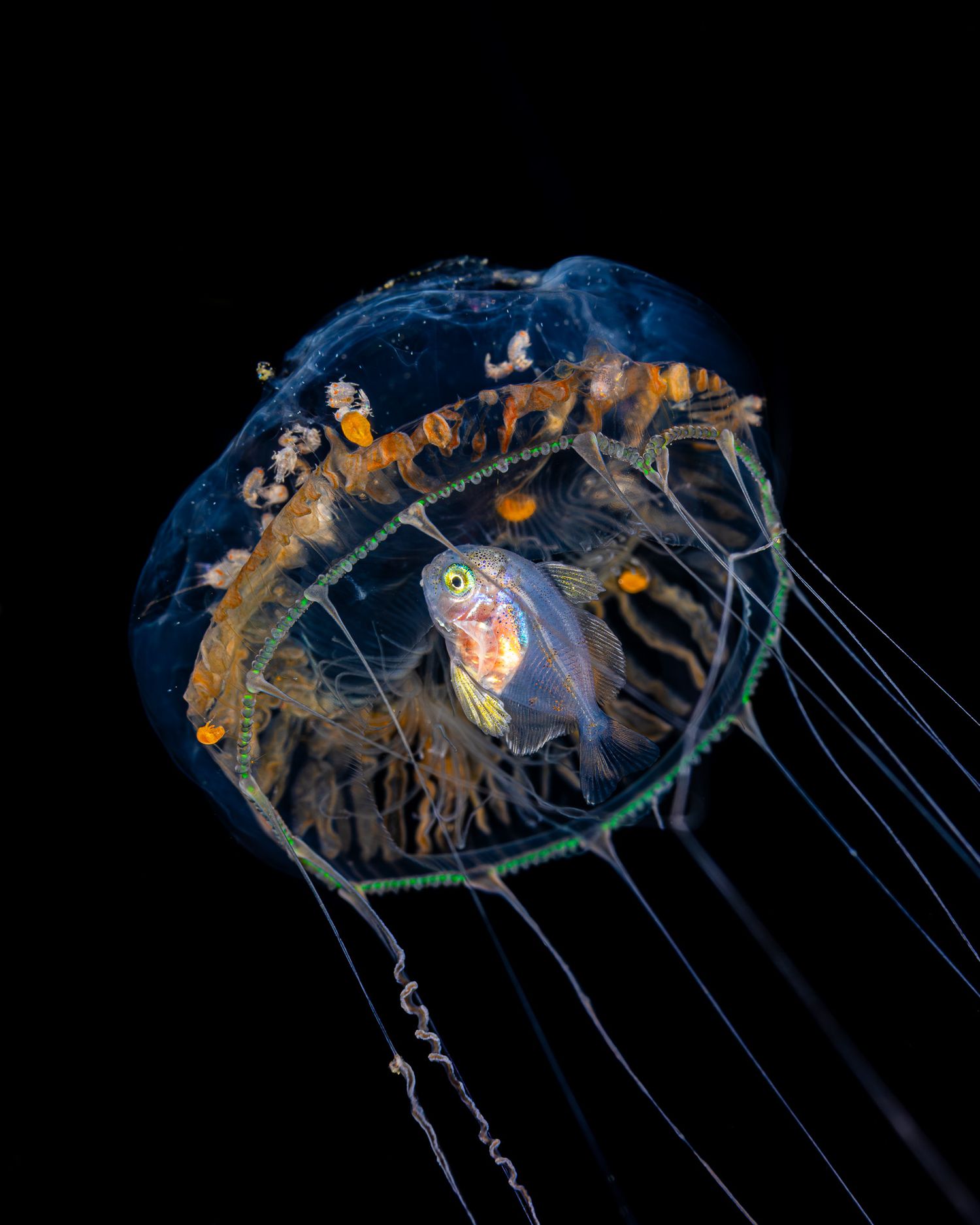 Microscopic sequence showing the detailed internal anatomy of a tiny crustacean under blue illumination.