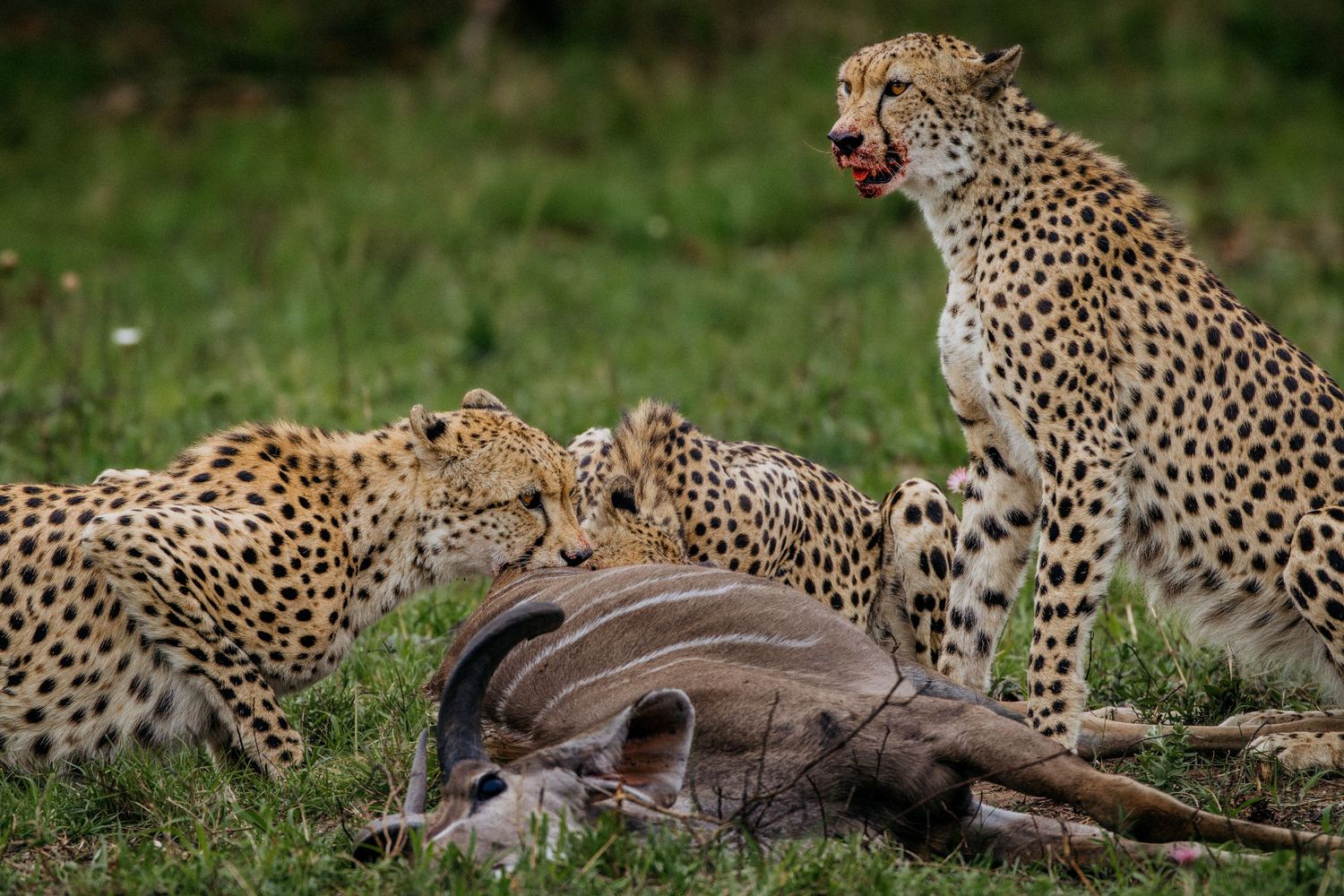 A group of cheetahs surround and hunt their prey in a coordinated attack on the African savanna.