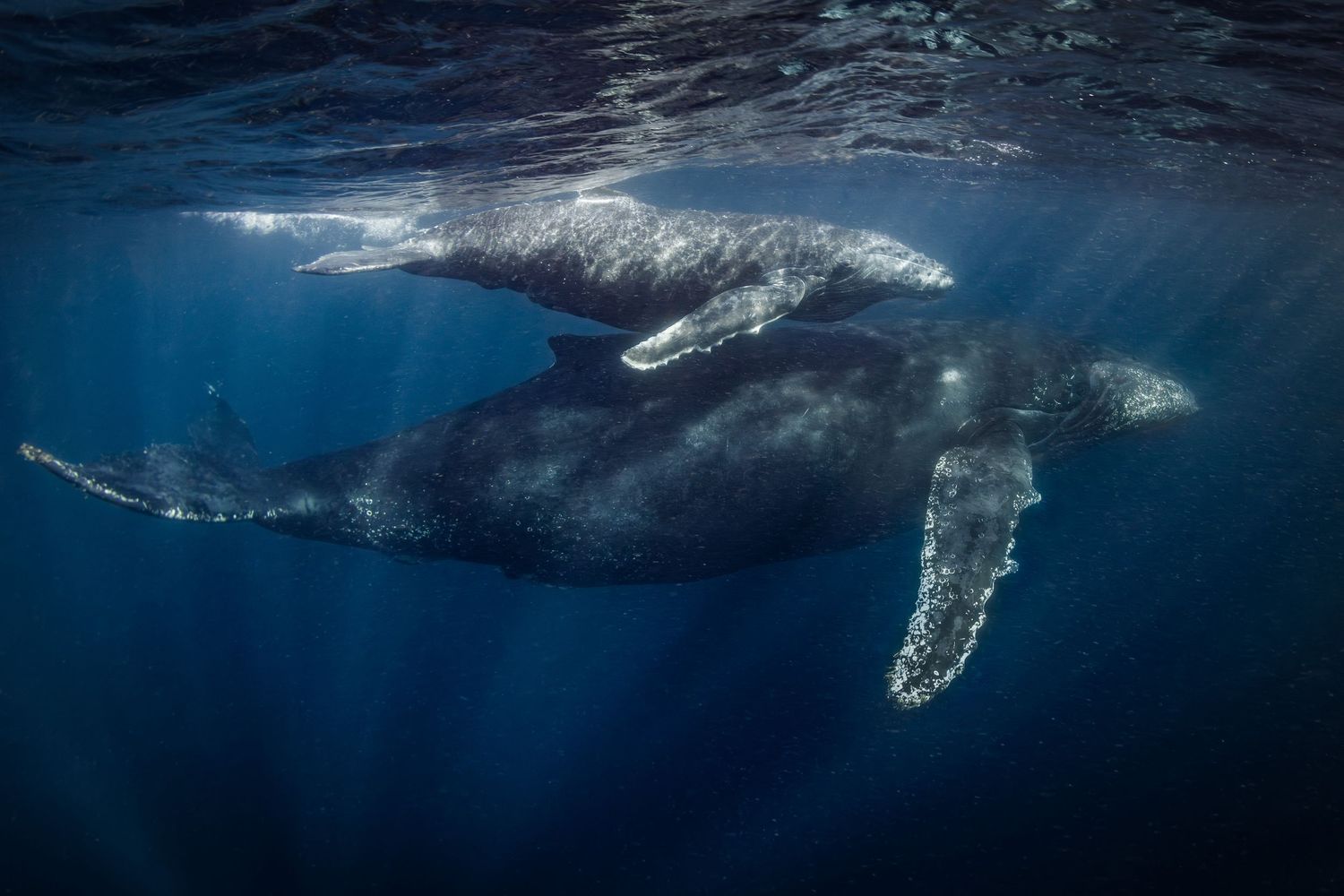 Humpback whales gracefully swim beneath the ocean's surface, their massive forms silhouetted in the blue waters.