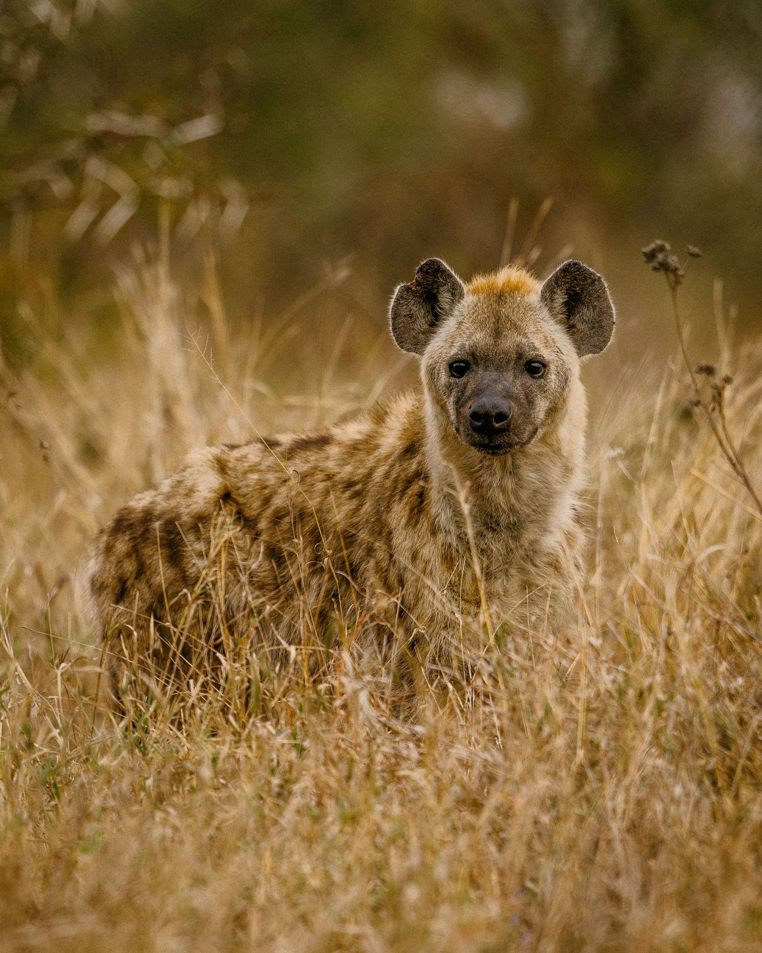 Three hyenas peek through tall golden grass in the African savanna during golden hour.