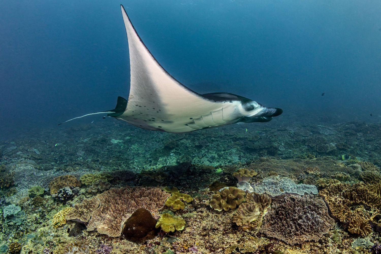 Underwater panorama of a manta ray gliding over a vibrant coral reef ecosystem in clear blue tropical waters.