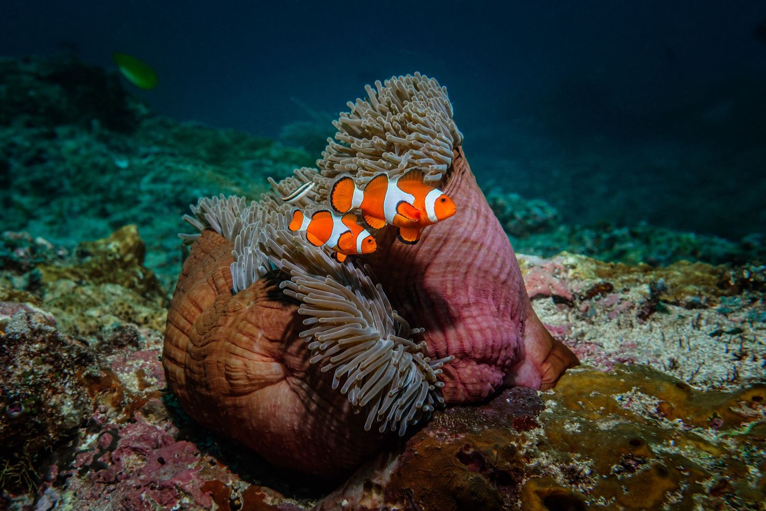 A clownfish swims among vibrant sea anemones in a colorful underwater coral reef scene.
