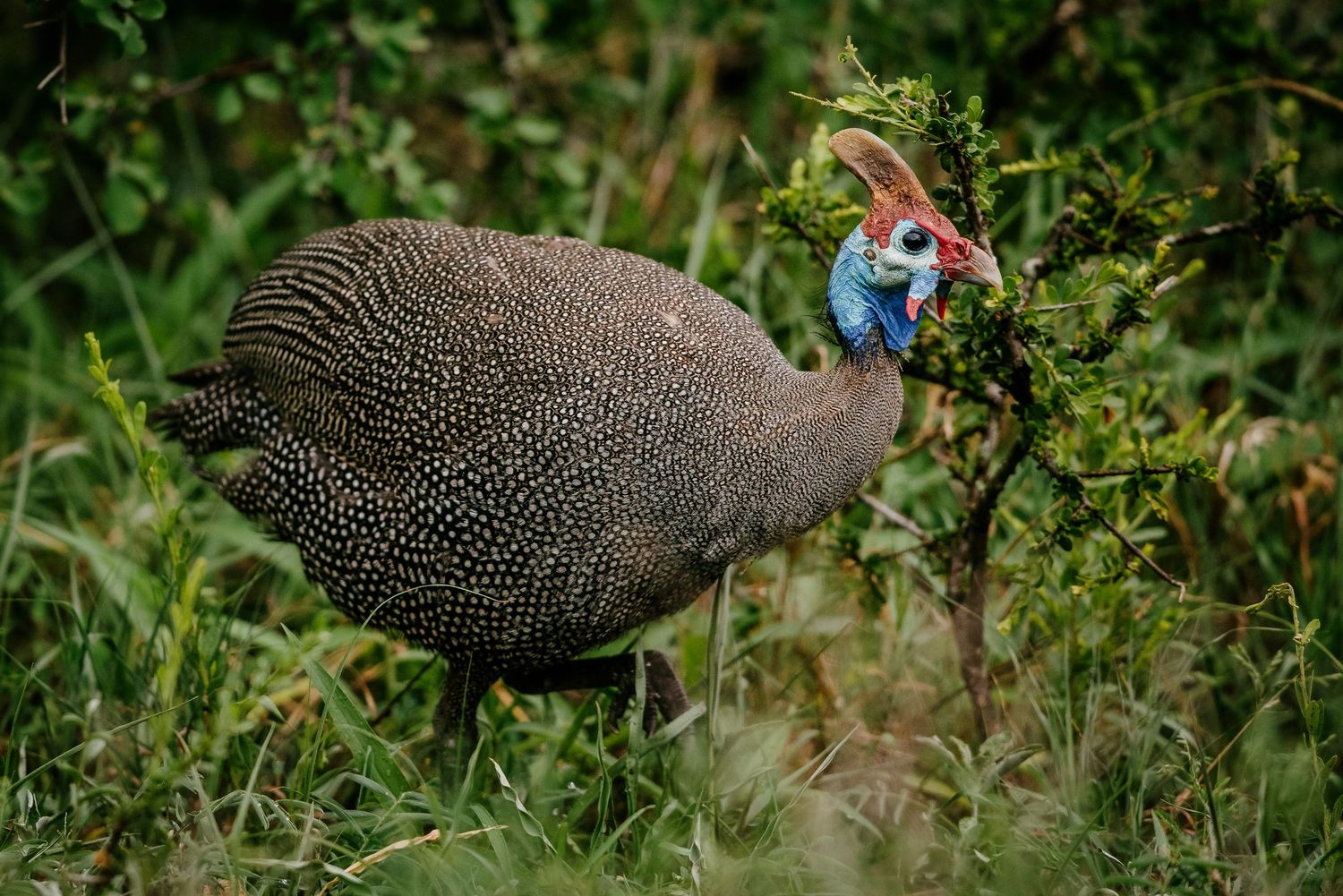 A Guinea fowl with spotted feathers and blue head stands in green vegetation.