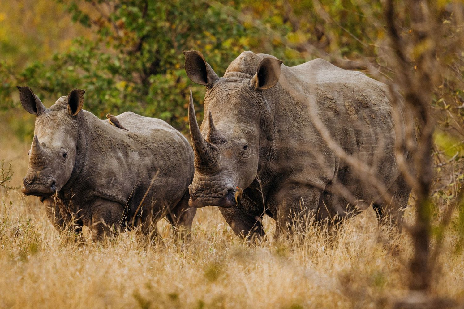 Several wildebeest standing together in dry grassland habitat.