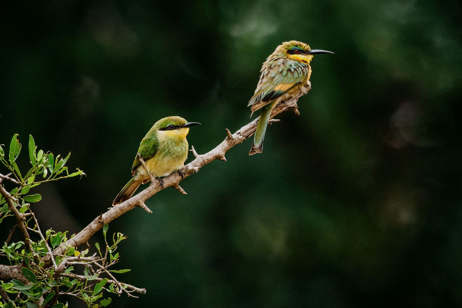 Green bee-eater birds resting on tree branches in natural habitat.