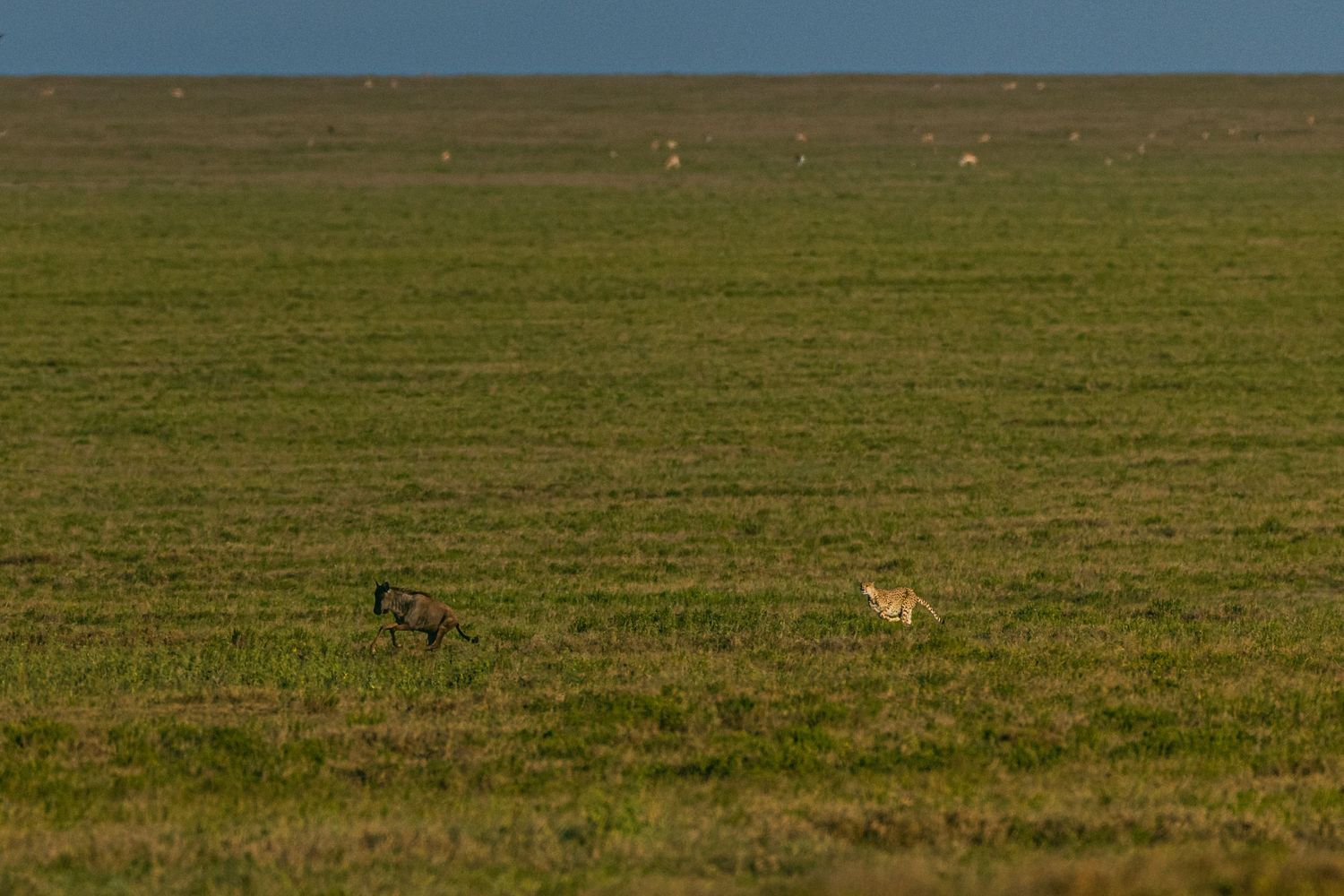 Two animals, a dark and a tan one, roam a vast open green grassland plain under a clear sky.