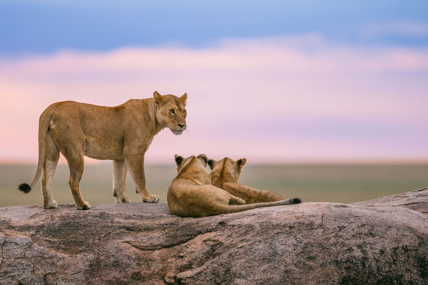 Two lionesses resting on a rocky outcrop at dusk with a colorful pink and blue sky in the African savanna.