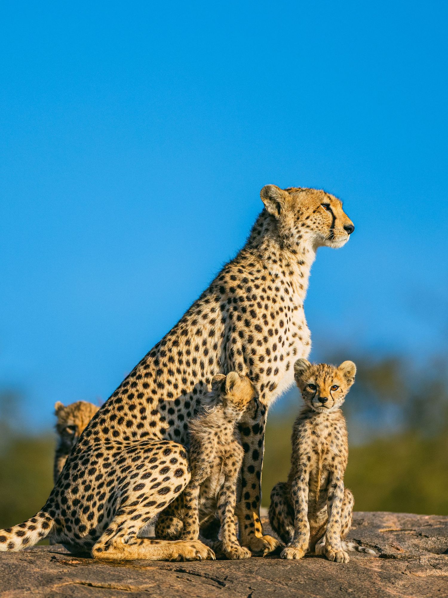 A cheetah mother sits alert on a rock with two cubs beside her against a vivid blue sky in the African savanna.