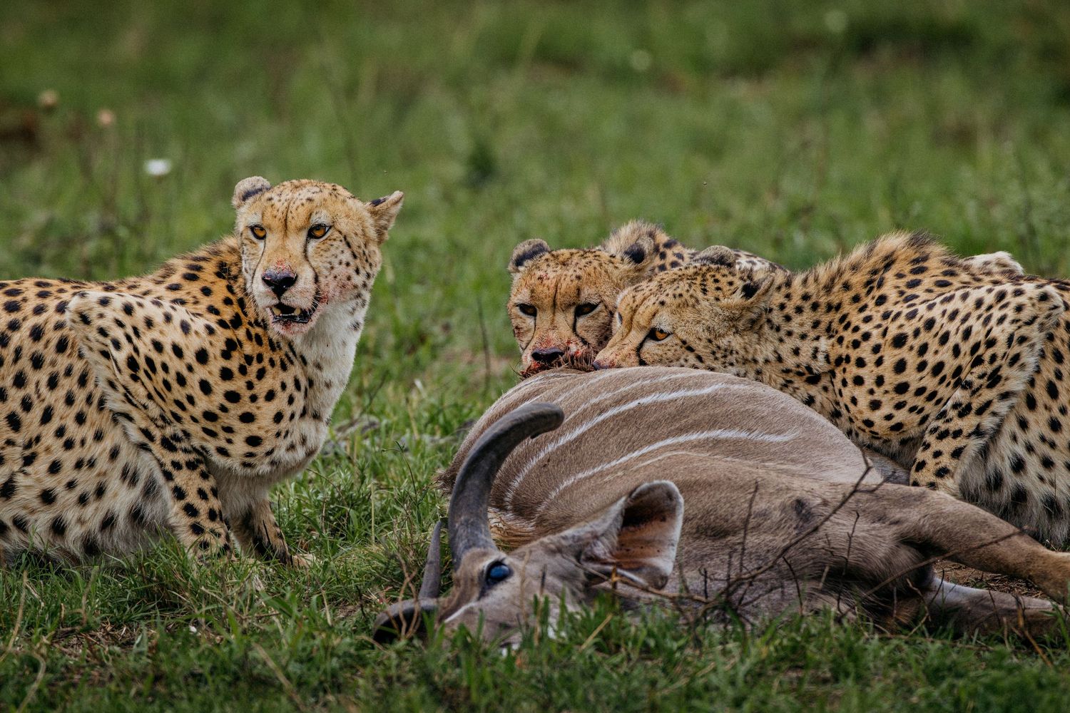 A group of cheetahs take turns feeding on their prey in the African savanna grassland.