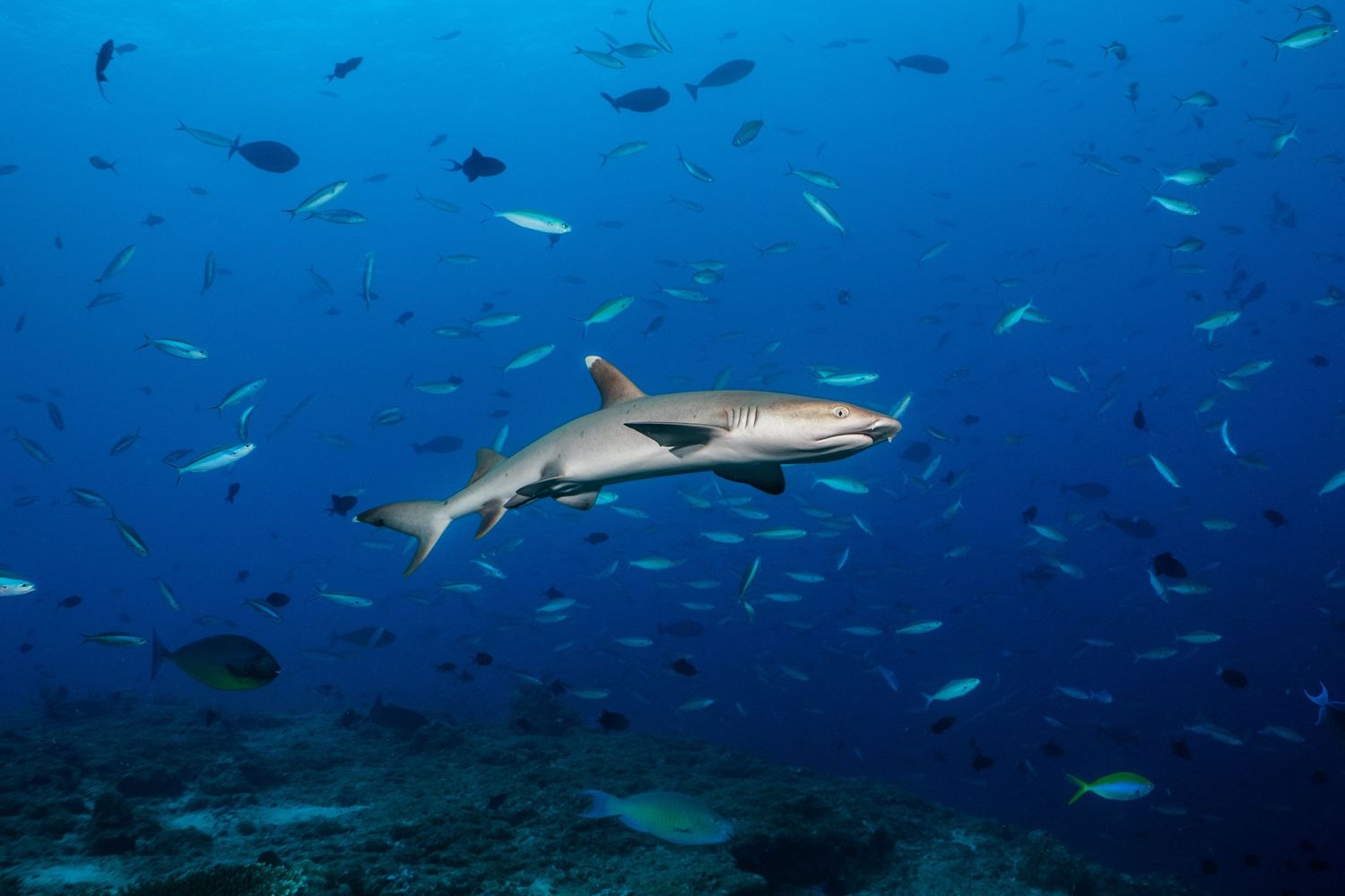 A Caribbean reef shark swims through clear blue waters surrounded by schools of small fish.