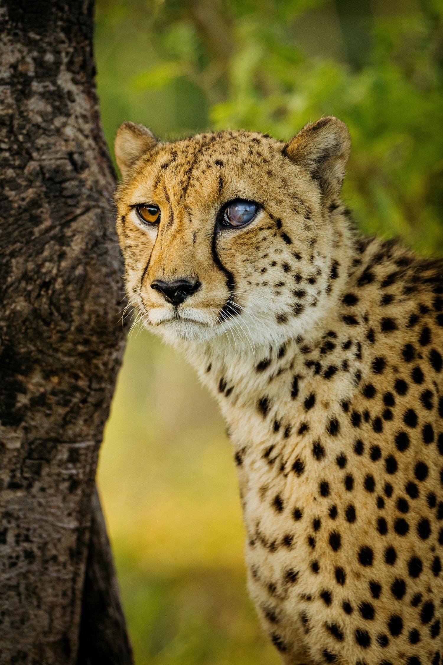 Close-up portrait of an alert cheetah with spotted fur against a blurred natural background.