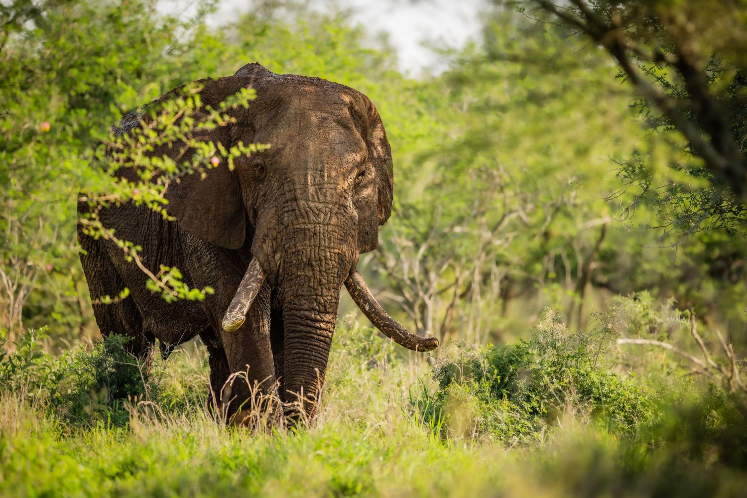 African elephants moving through sunlit savanna grassland with scattered trees.