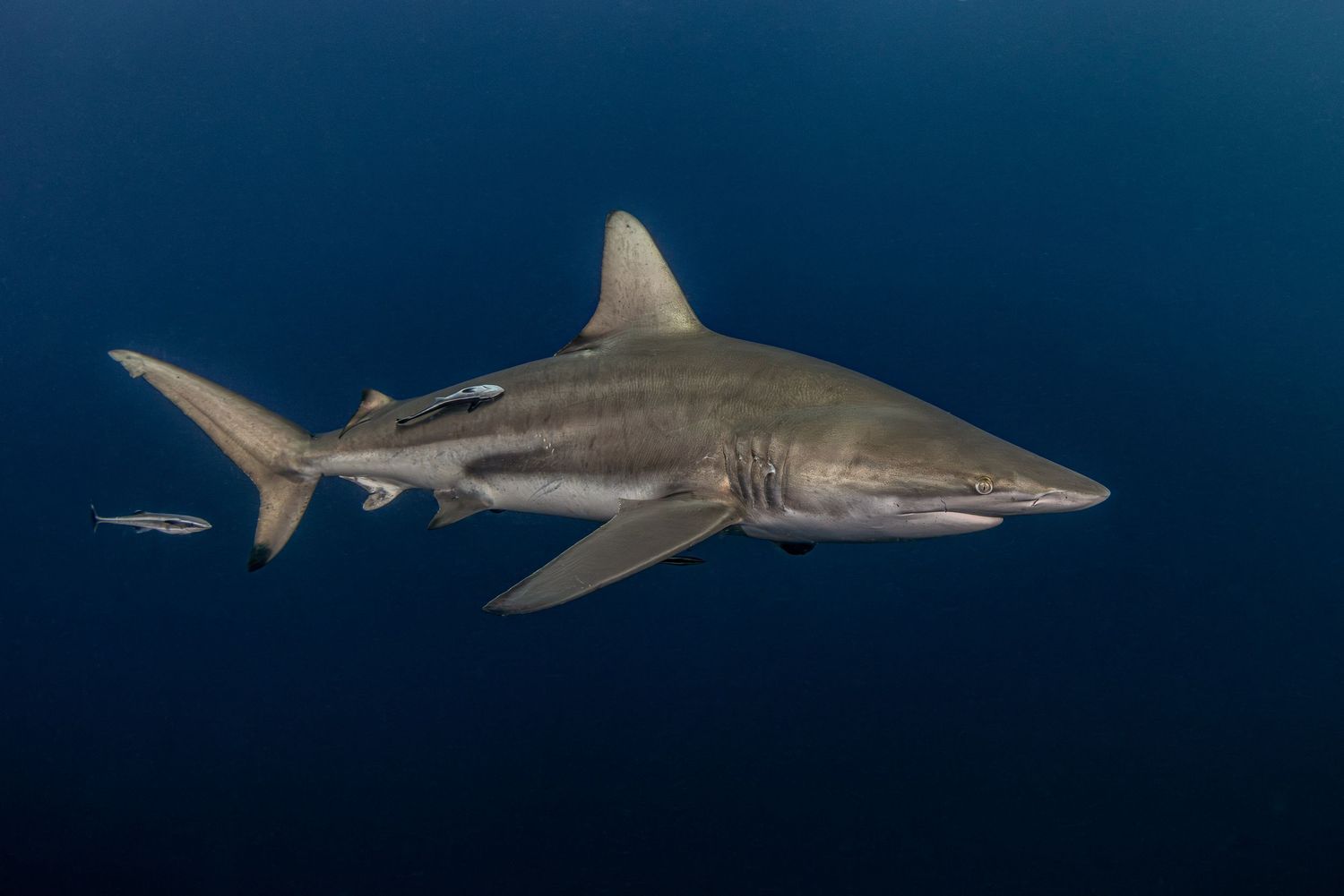 Sharks swimming in deep blue ocean waters against dark background.