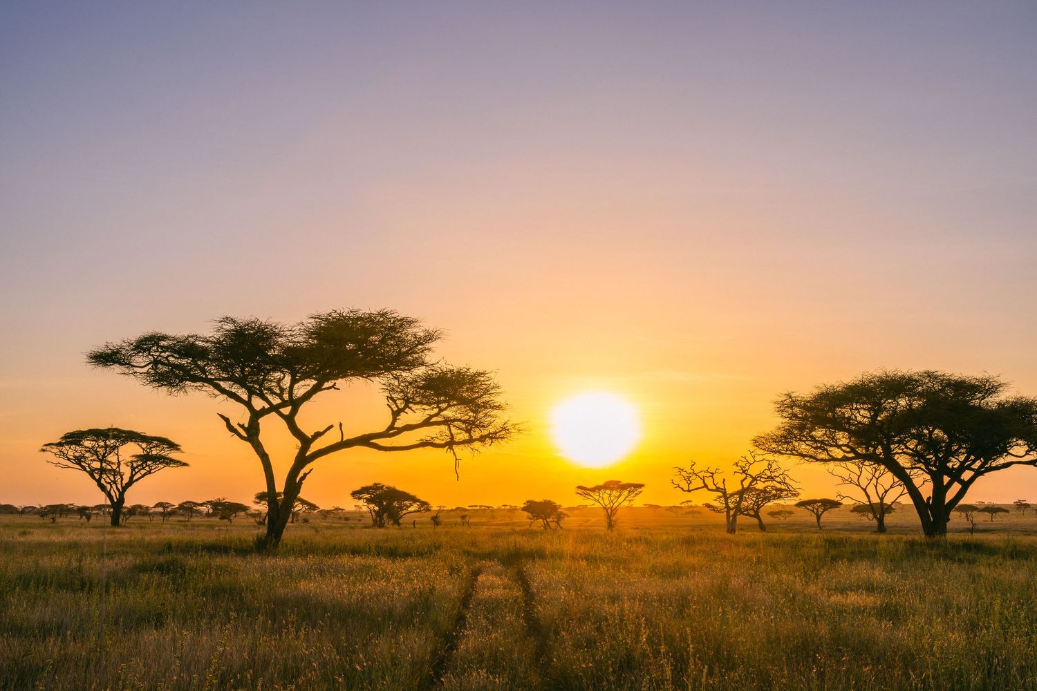 Golden sunset over African savanna with acacia trees silhouetted against a vibrant orange and purple sky.