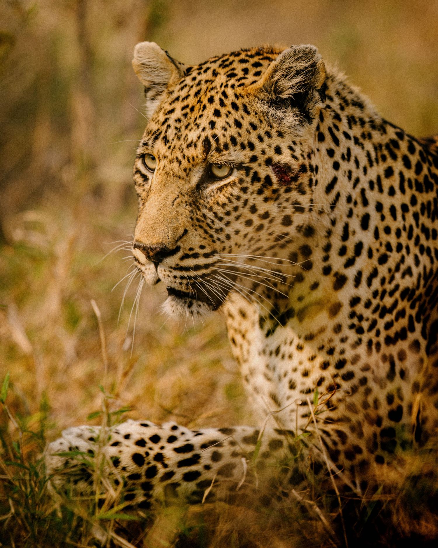 Close-up portrait of a majestic leopard with spotted fur and intense gaze in natural savanna habitat.