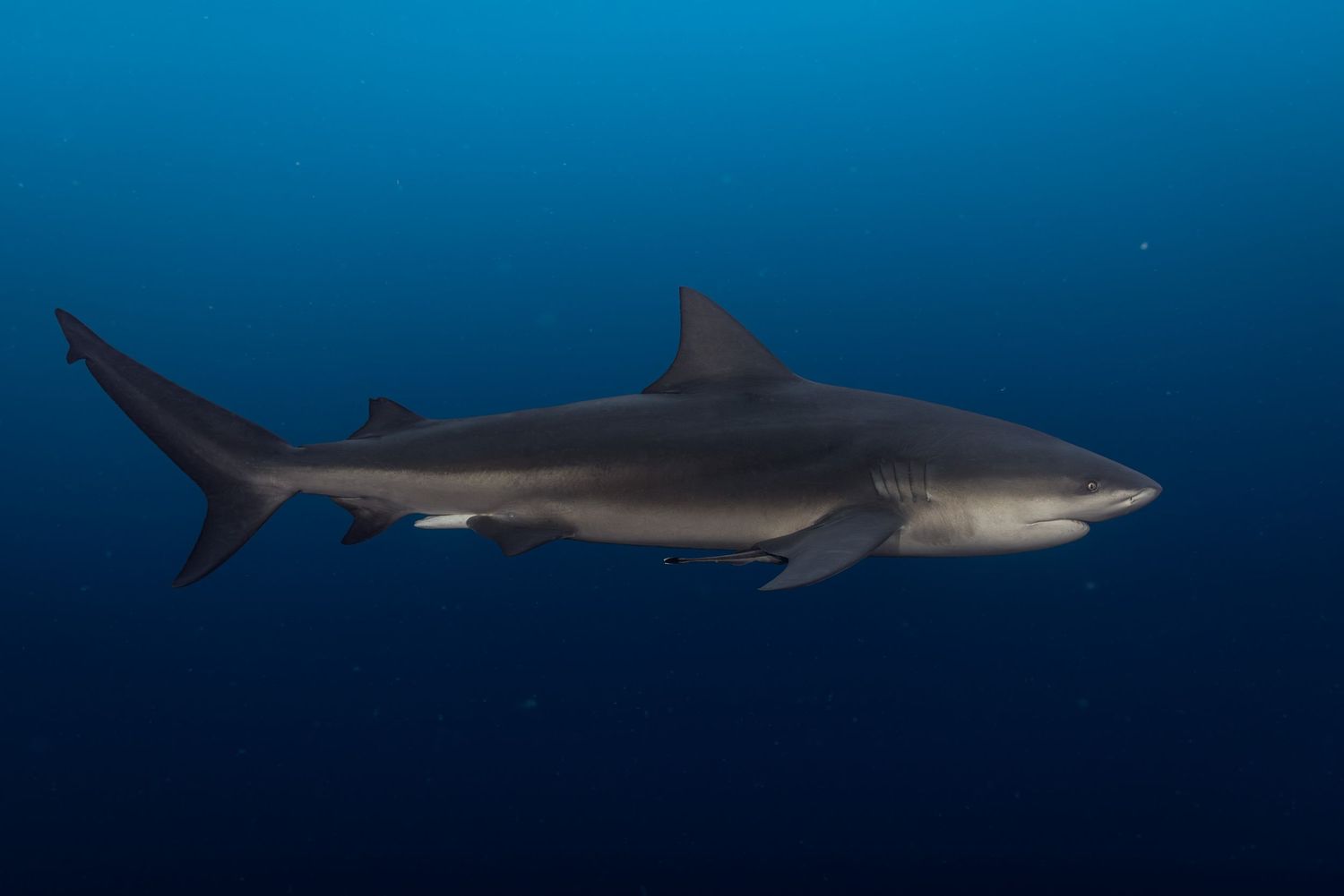 A large grey shark glides gracefully through deep blue ocean waters as sunlight filters down from above.