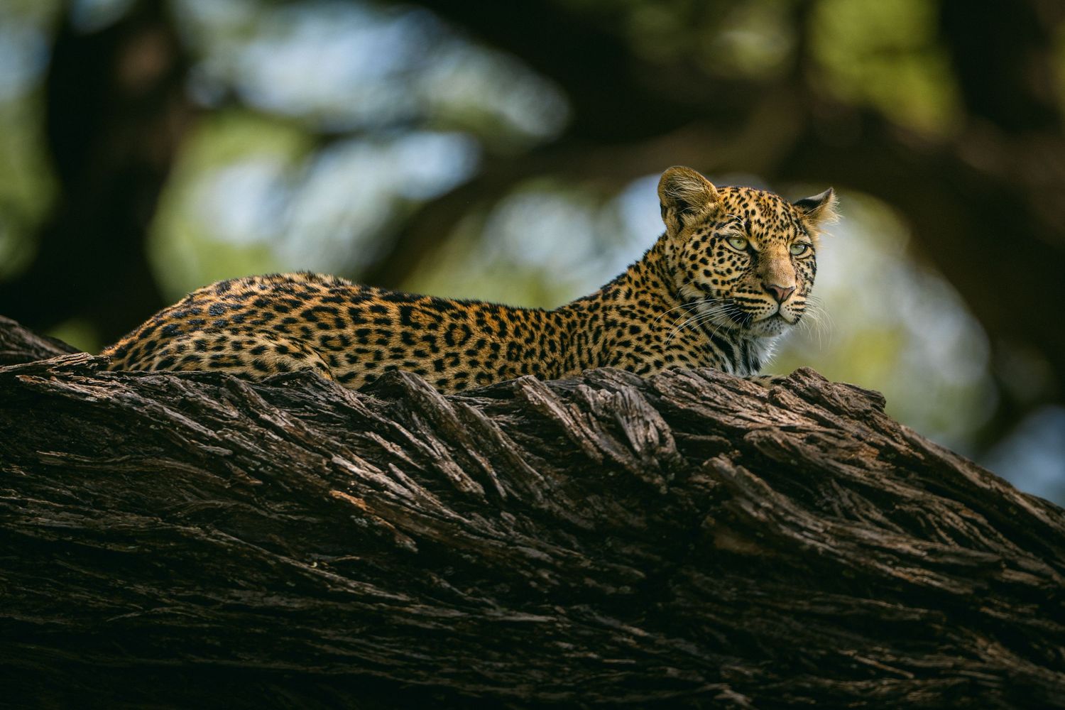 A leopard rests on a large tree branch, its spotted coat visible against the dark bark in a shaded forest setting.