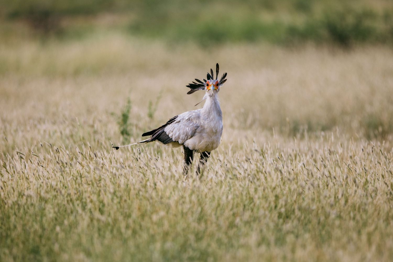 A secretary bird with distinctive crest feathers stands tall in golden grassland savanna habitat.