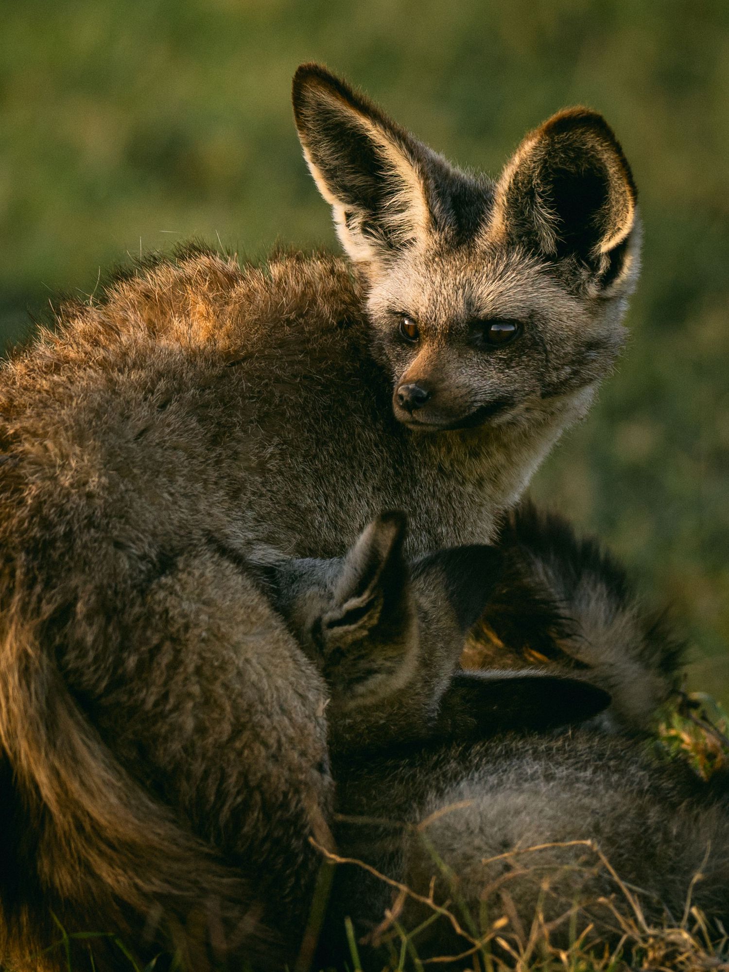A bat-eared fox tenderly nursing its young pup in golden evening light on an African grassland.