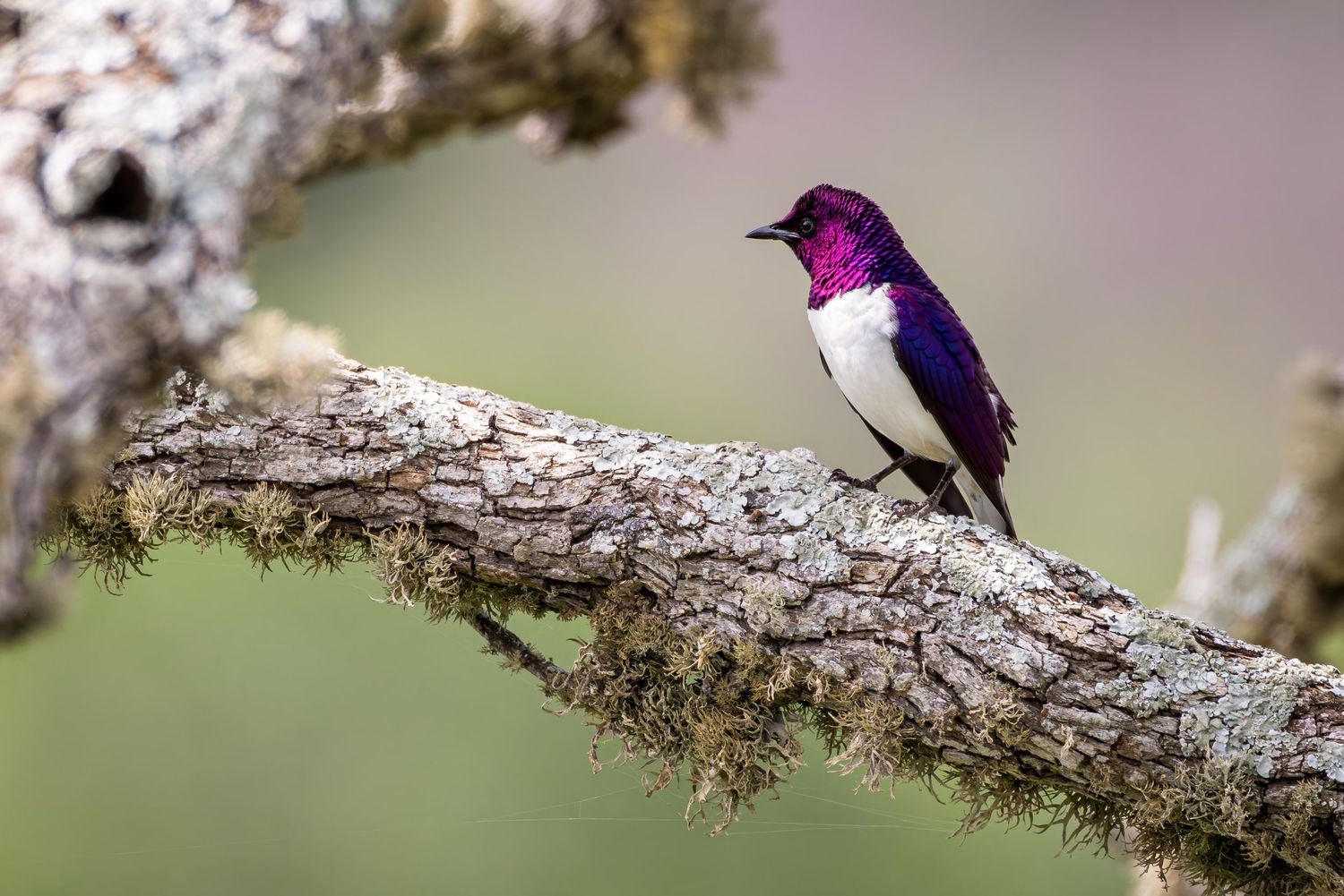 Purple-crowned hummingbird perched on a branch against blurred background.